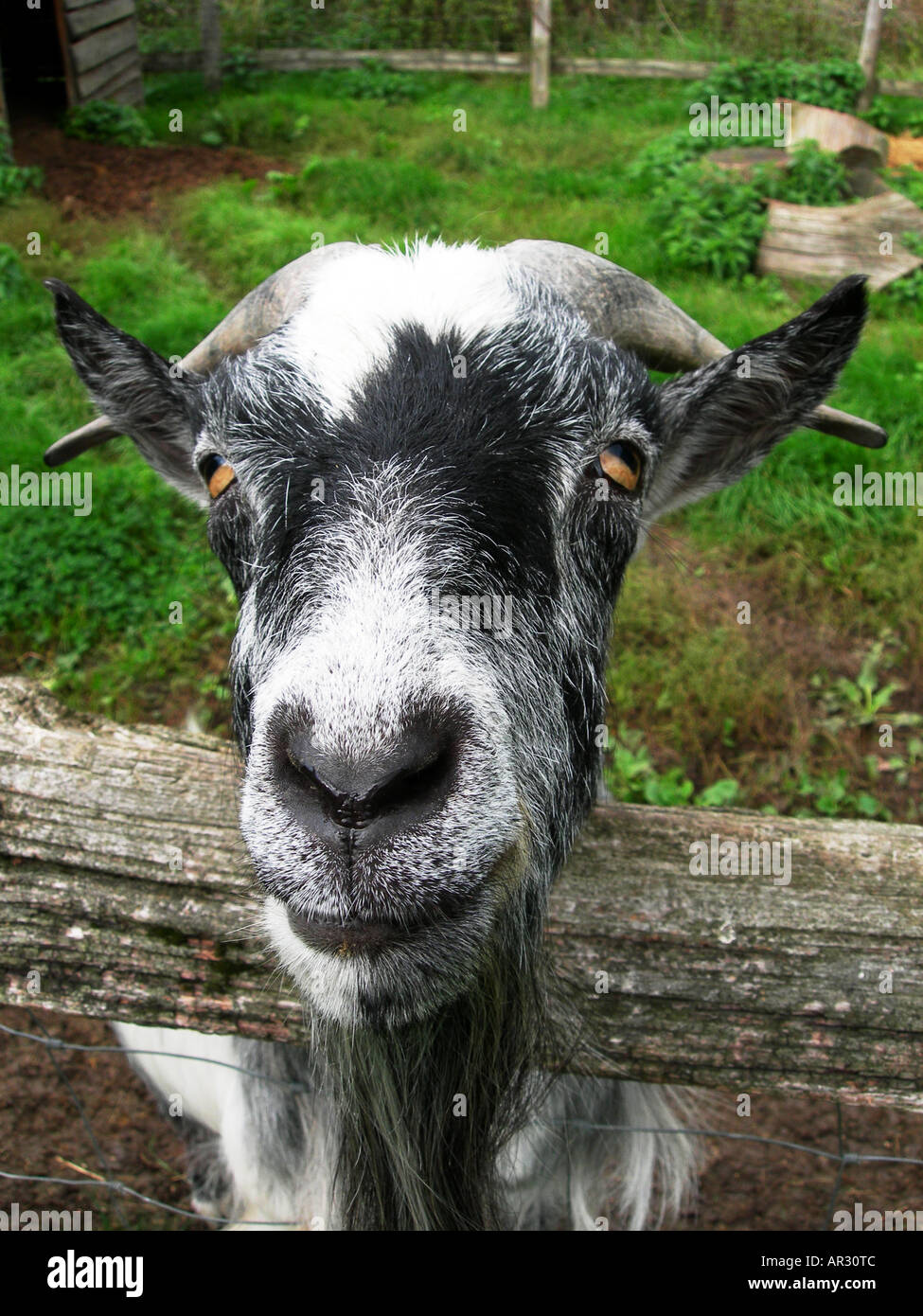COMMON NAME Goat Stock Photo Alamy