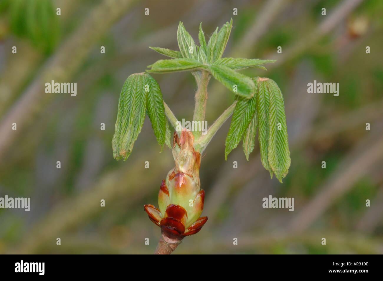Horse Chestnut leaf bud opening Stock Photo Alamy