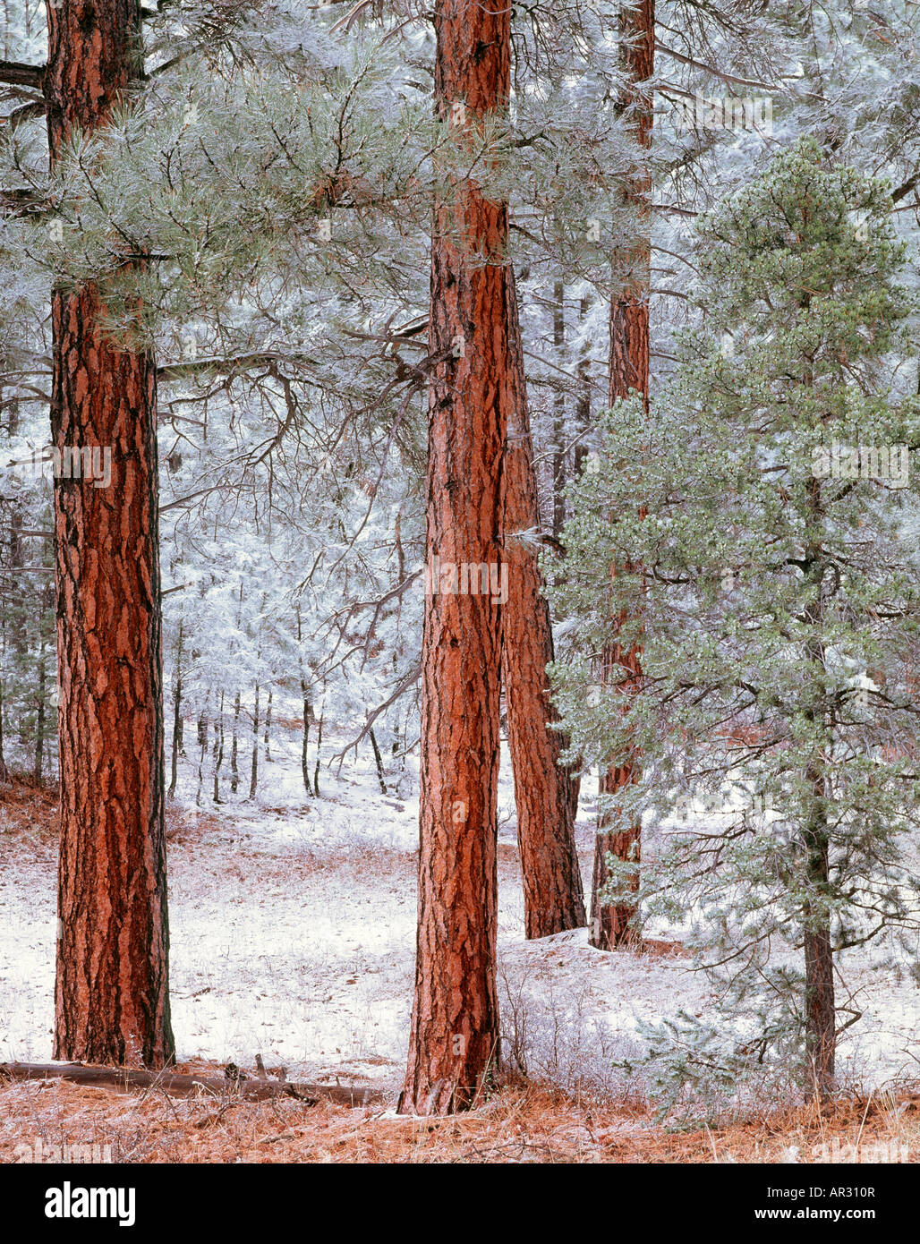 Ponderosa Pine trees and snow, Grand Canyon National Park, Arizona