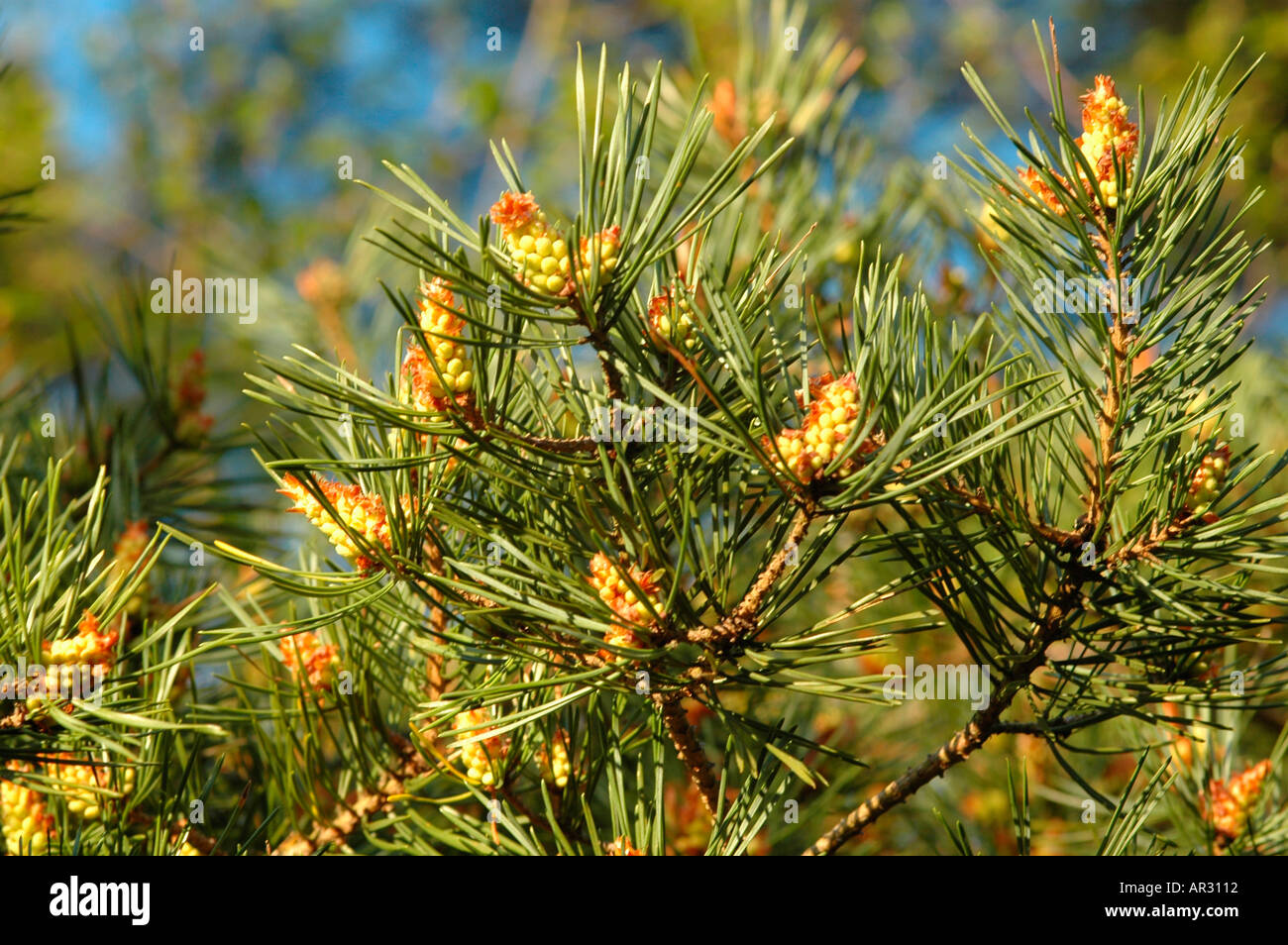 Scots Pine Pinus silvestris female flowers Stock Photo