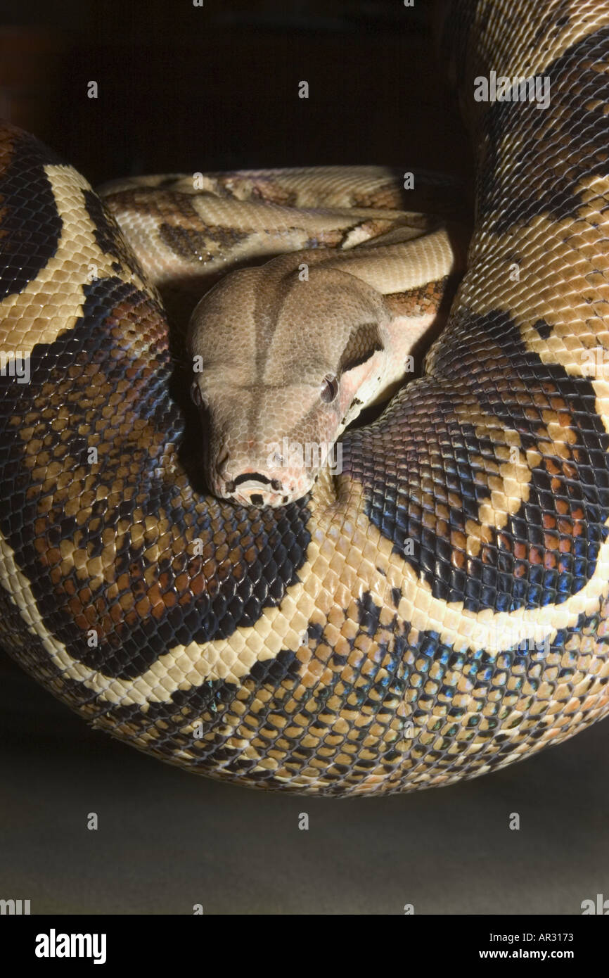 boa imperator vs boa constrictor imperator boa imperator vs boa constrictor imperator