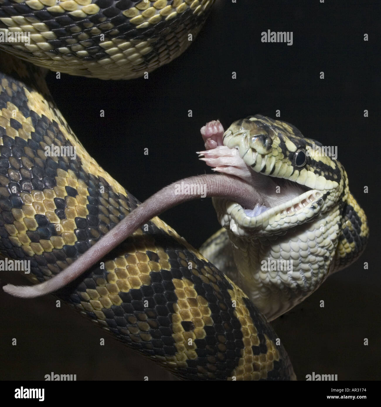 Carpet Python Teeth