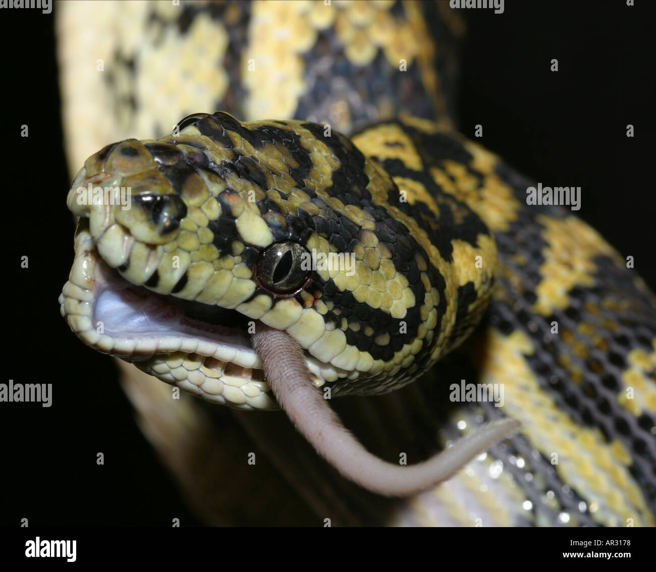 Python Teeth Stock Photos & Python Teeth Stock Images Alamy