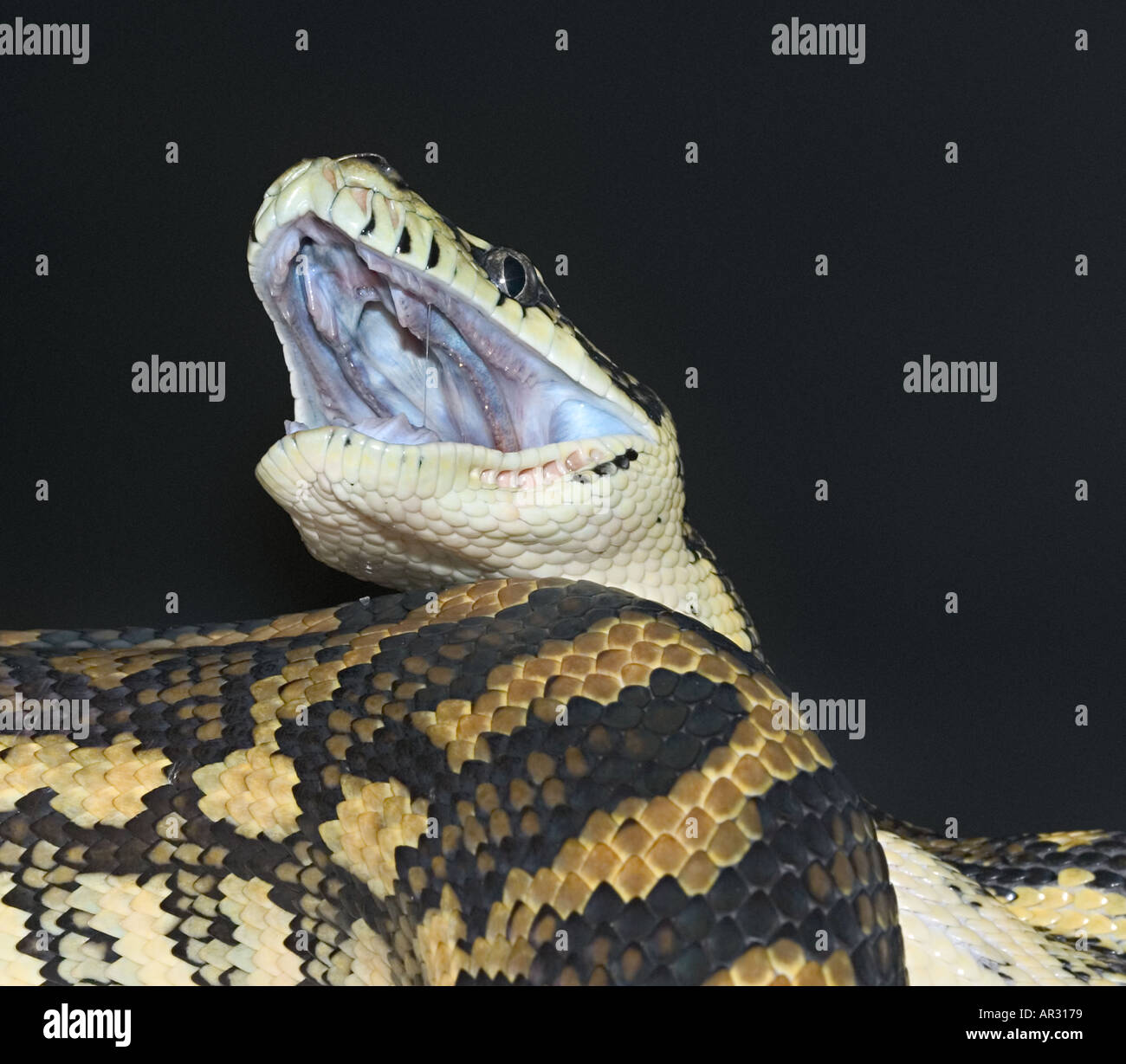 Carpet Python Teeth