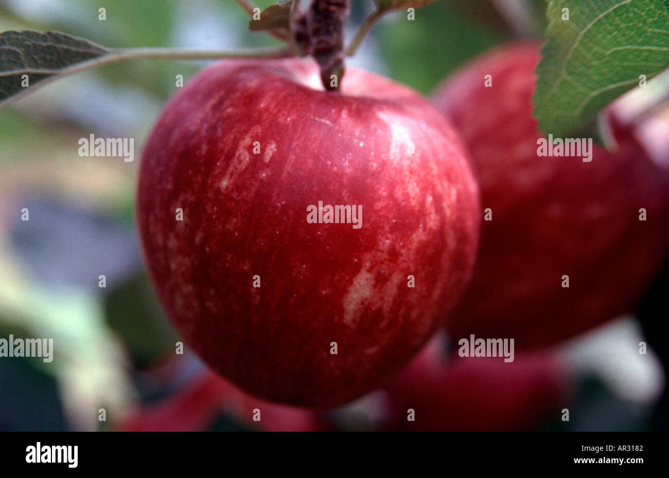 Gala Apple South Island New Zealand Stock Photo Alamy