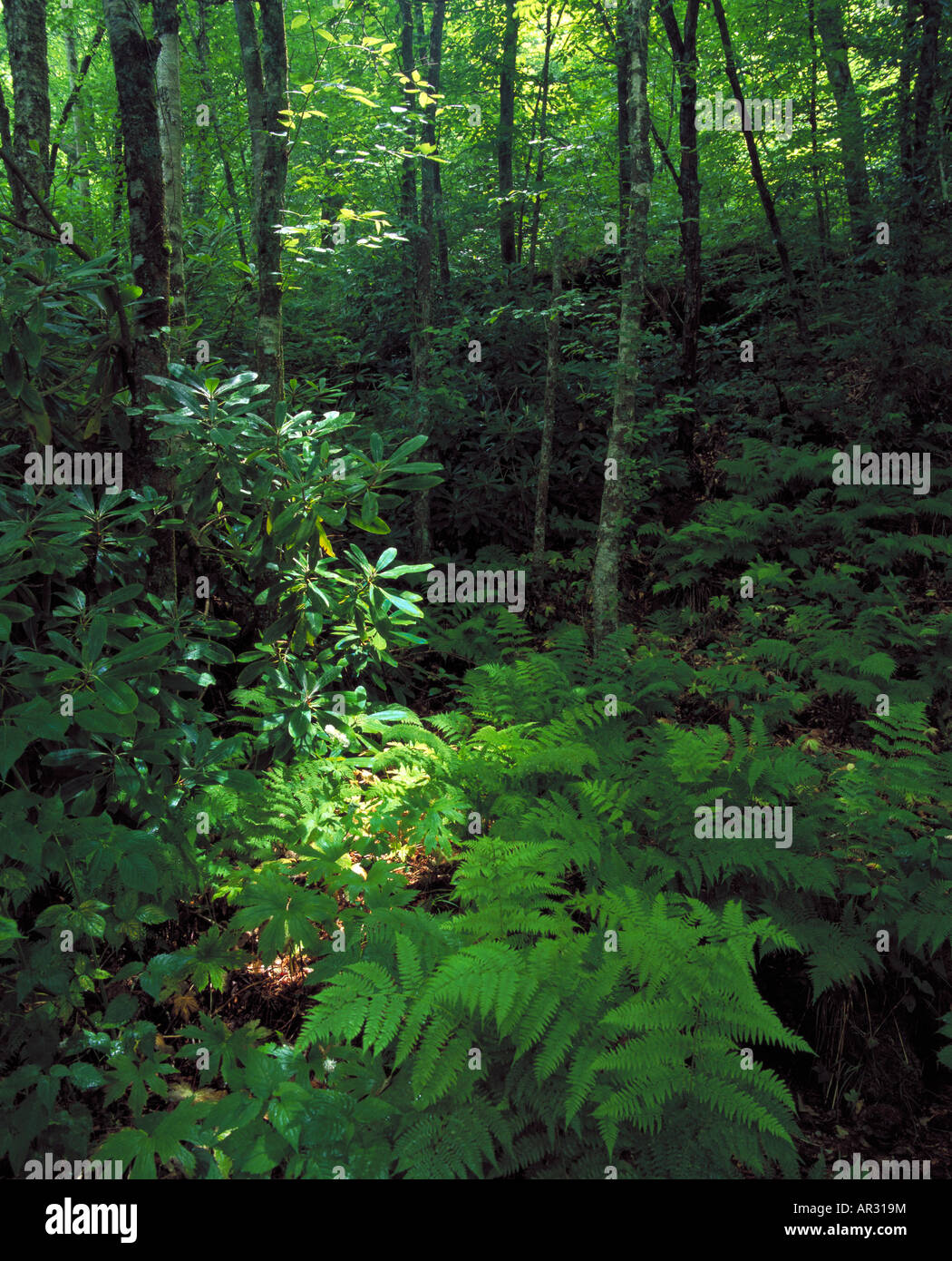 yellow birch forest, Chattahoochee National Forest, USA Stock
