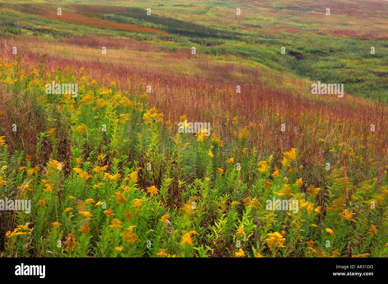 stiff goldenrod and other native plants, Fen Valley, Clay County, Iowa USA Stock Photo