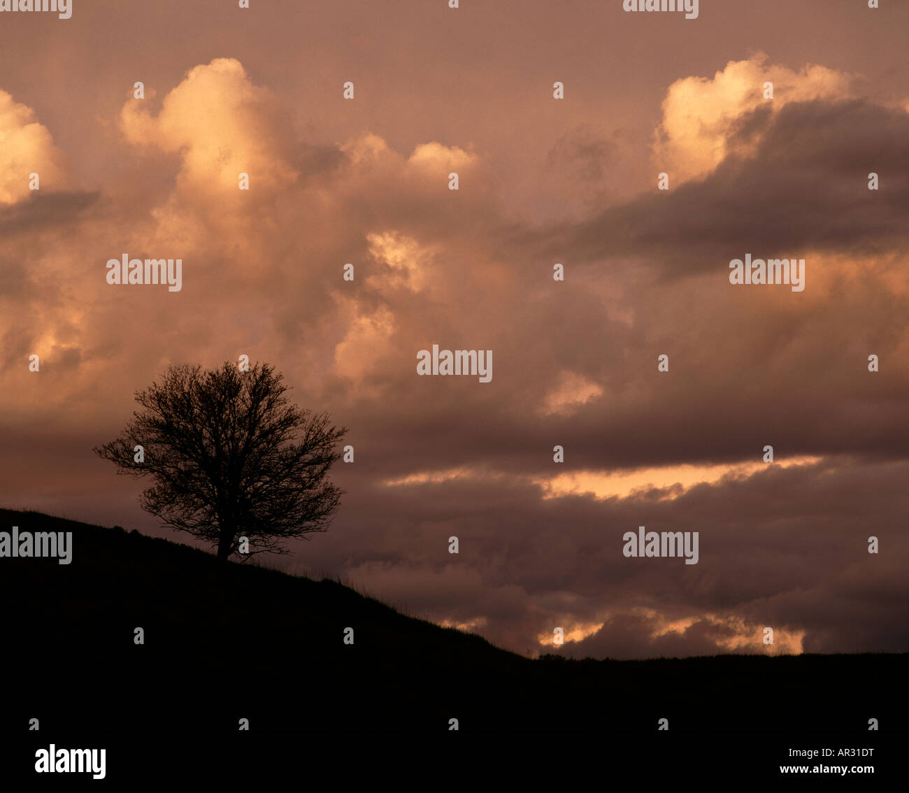lone tree and passing storm, Waterman Prairie, Iowa USA Stock Photo Alamy