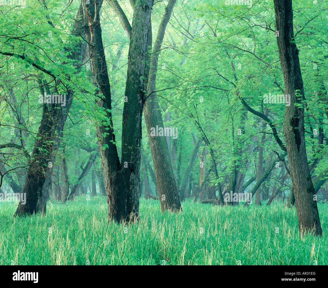 silver maple along Little Sioux River, Wanata State Park, Clay County