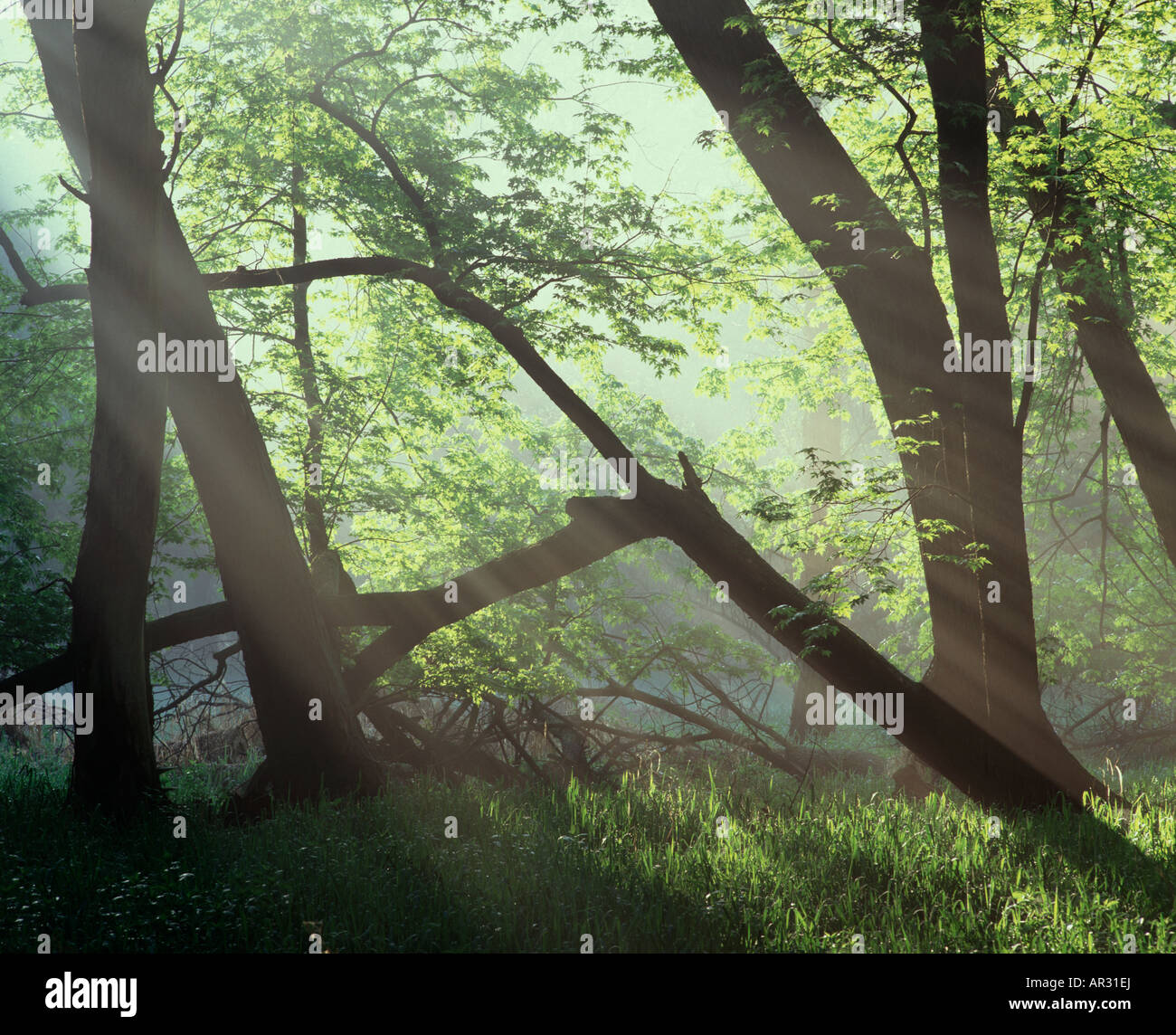 silver maple along Little Sioux River, Wanata State Park, Clay County