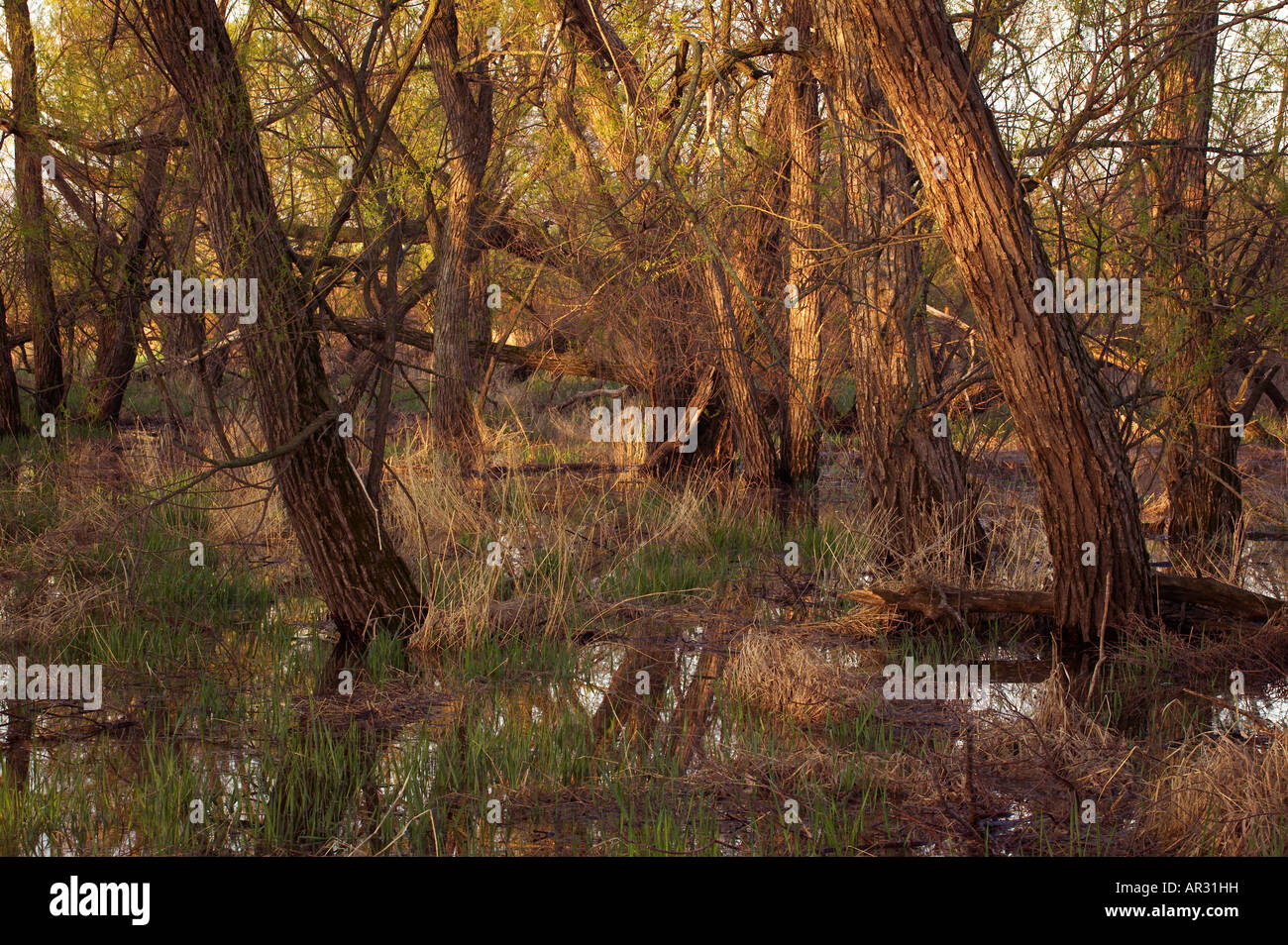 black willow tree (Salix nigra), Winnebago Oxbow area, Cerro Gordo County, Iowa USA Stock Photo