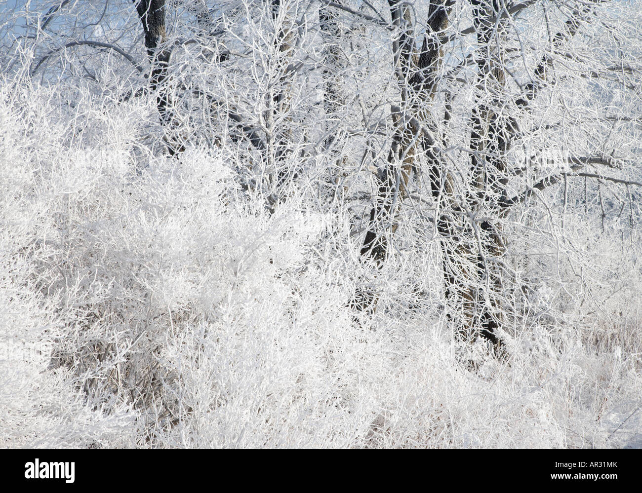 frost covered trees, Iowa USA Stock Photo Alamy