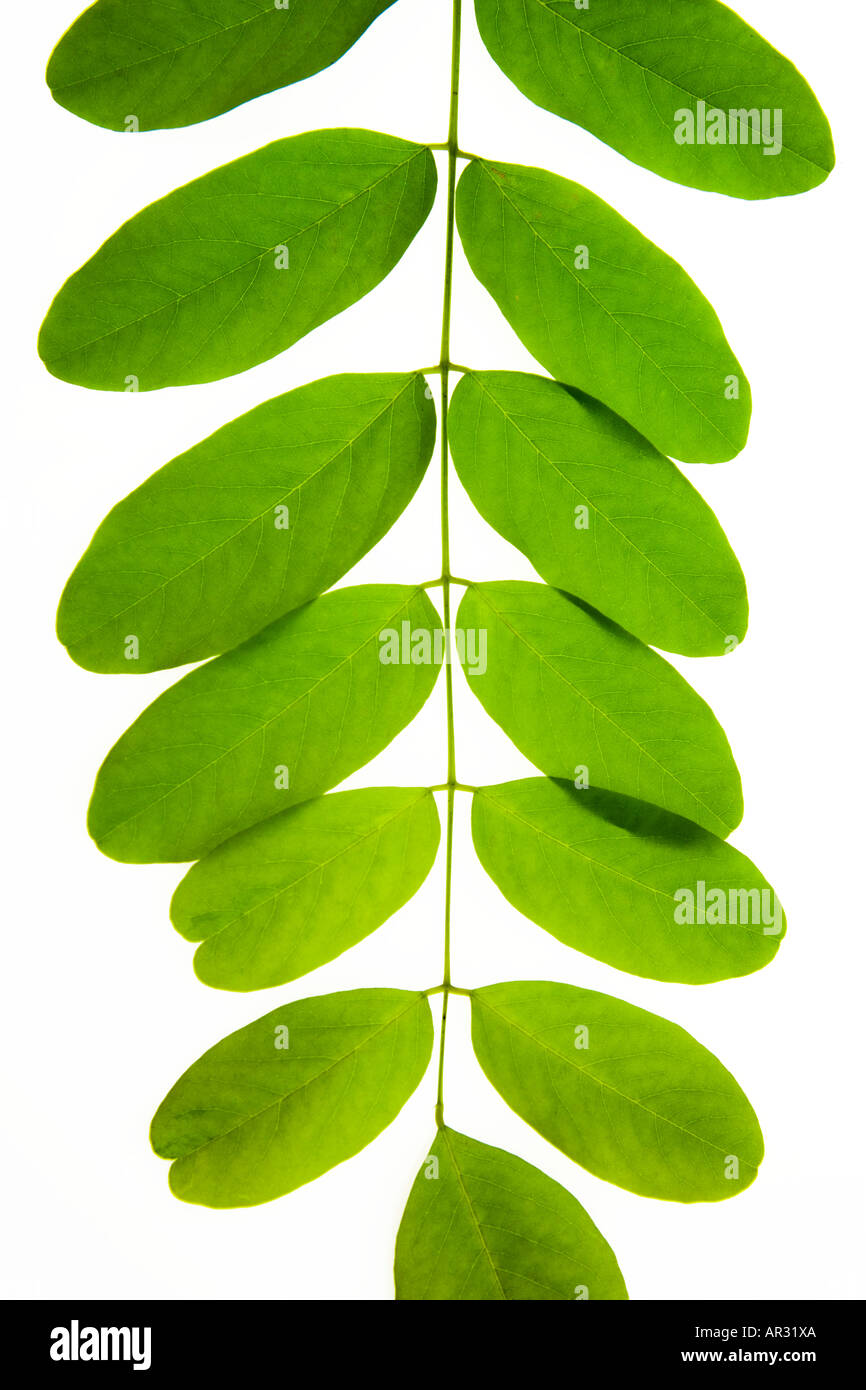 Close up detail of false acacia foliage Stock Photo