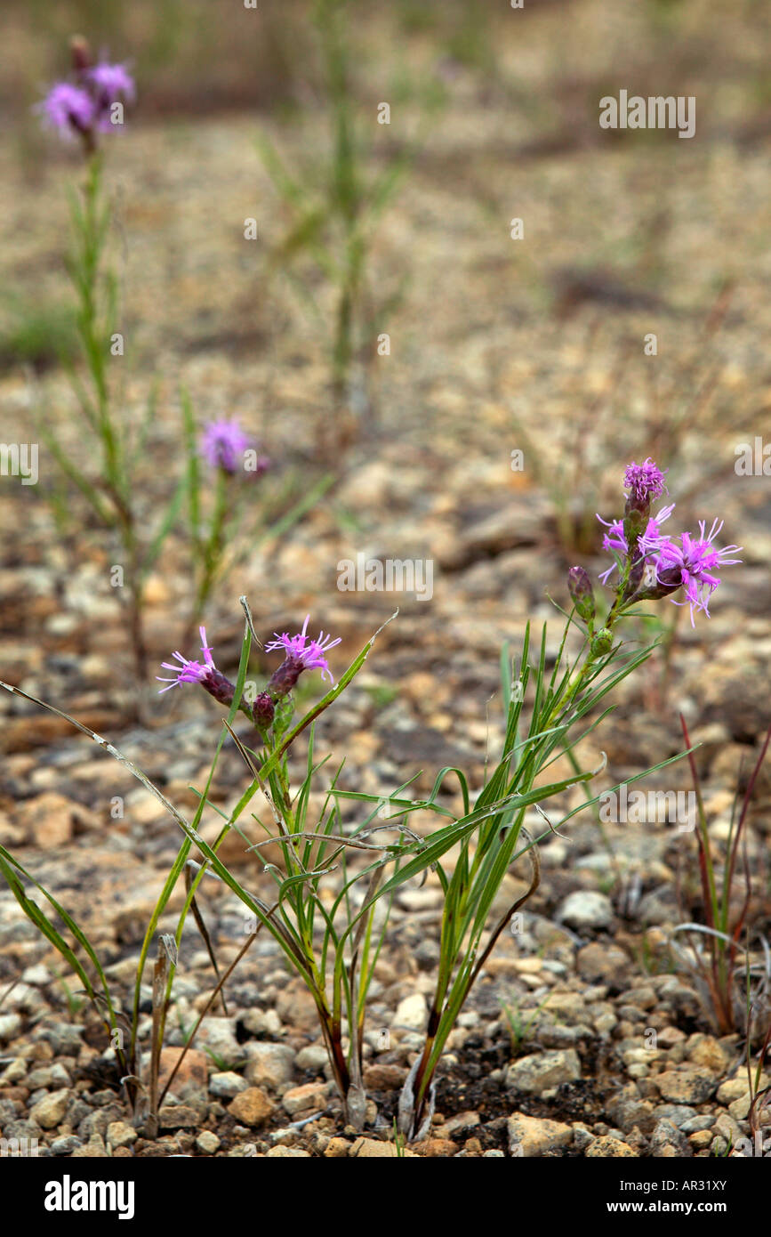 cylindric blazing star (Liatris cylindracea), Manikowski Prairie State Preserve, Iowa USA Stock Photo