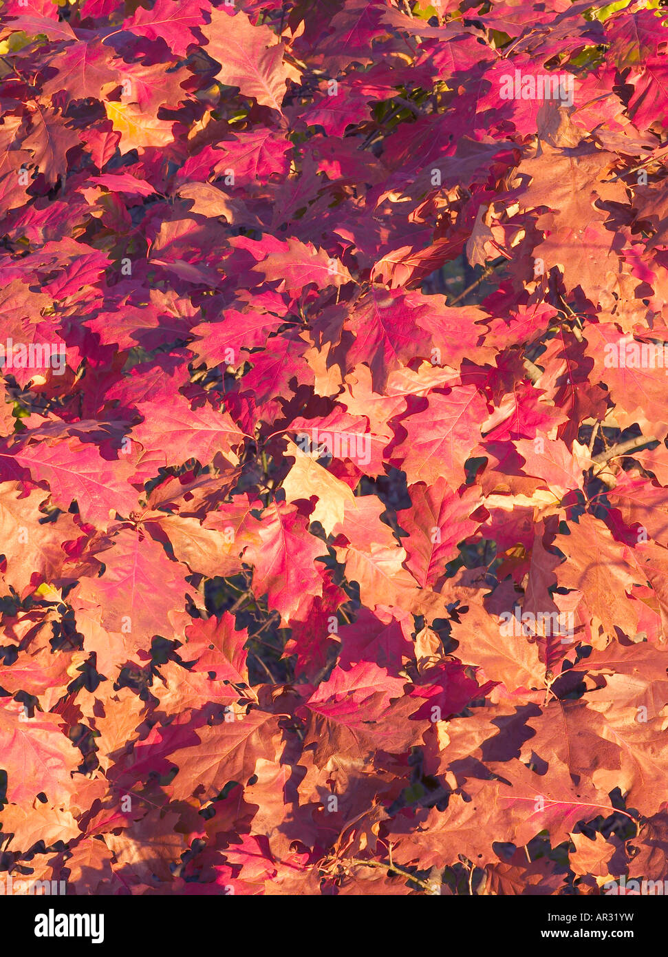 red oak leaves, Woodthrush Woods State Preserve, Iowa USA Stock Photo