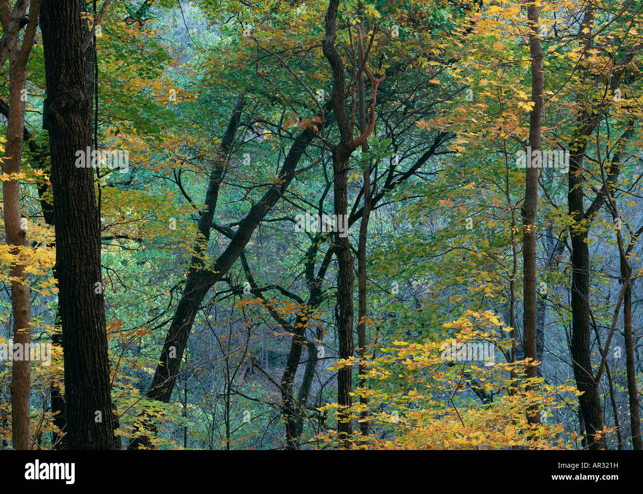 hardwood forest in autumn, Bixby State Park, Iowa USA Stock Photo