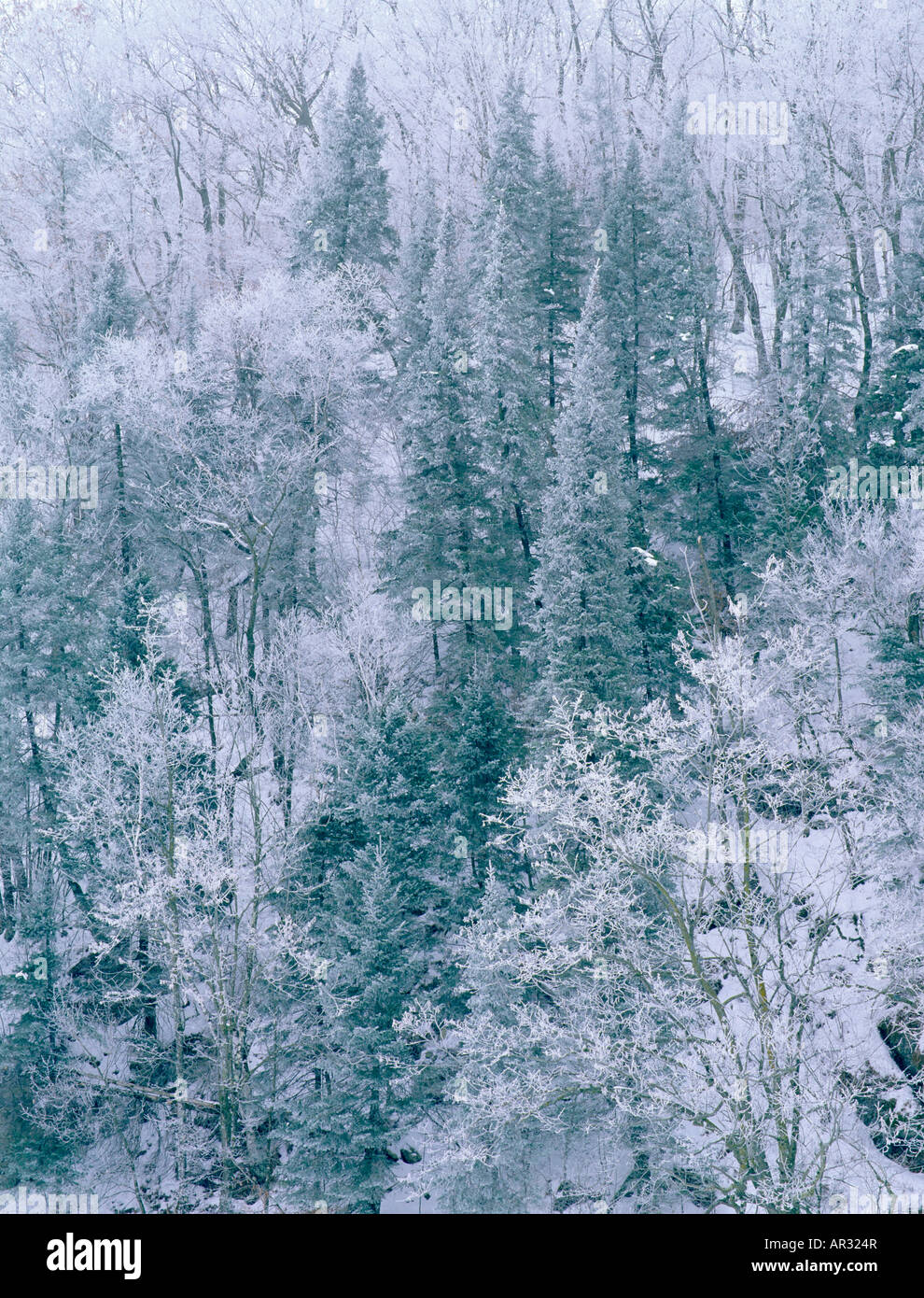 Balsam fir trees and hoarfrost, Bluffton Fir Stand State Preserve ...