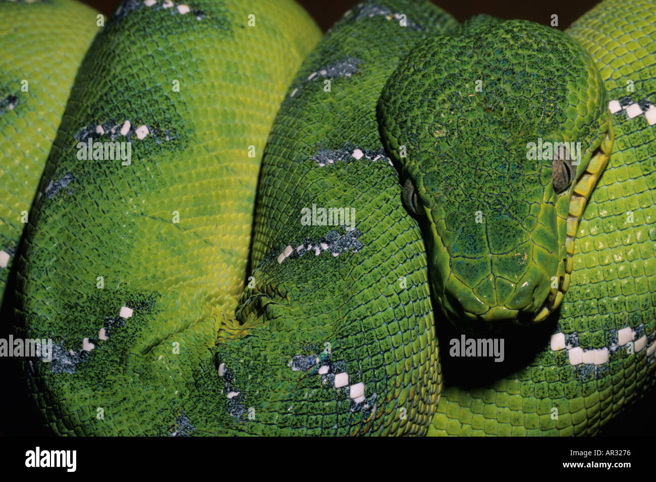 Emerald Tree Boa Stock Photo - Alamy