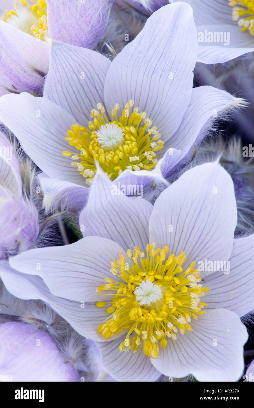 pasque flower (Pulsatilla patens), Frenchmen's Bluff Scientific Natural Area, The Nature Conservancy, Minnesota USA Stock Photo