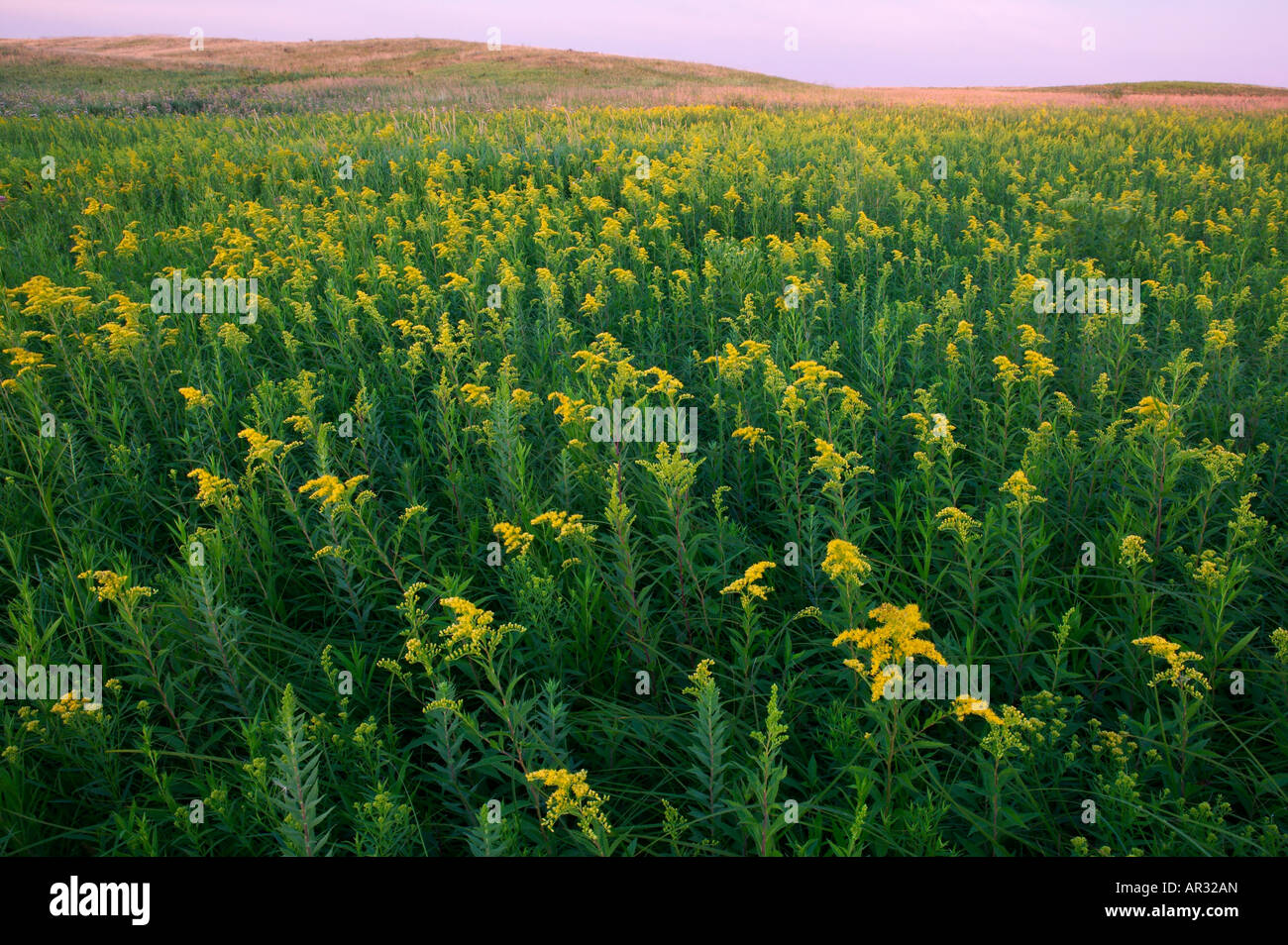 goldenrod, Yellow Bank Hills Scientific Natural Area, Minnesota USA Stock Photo