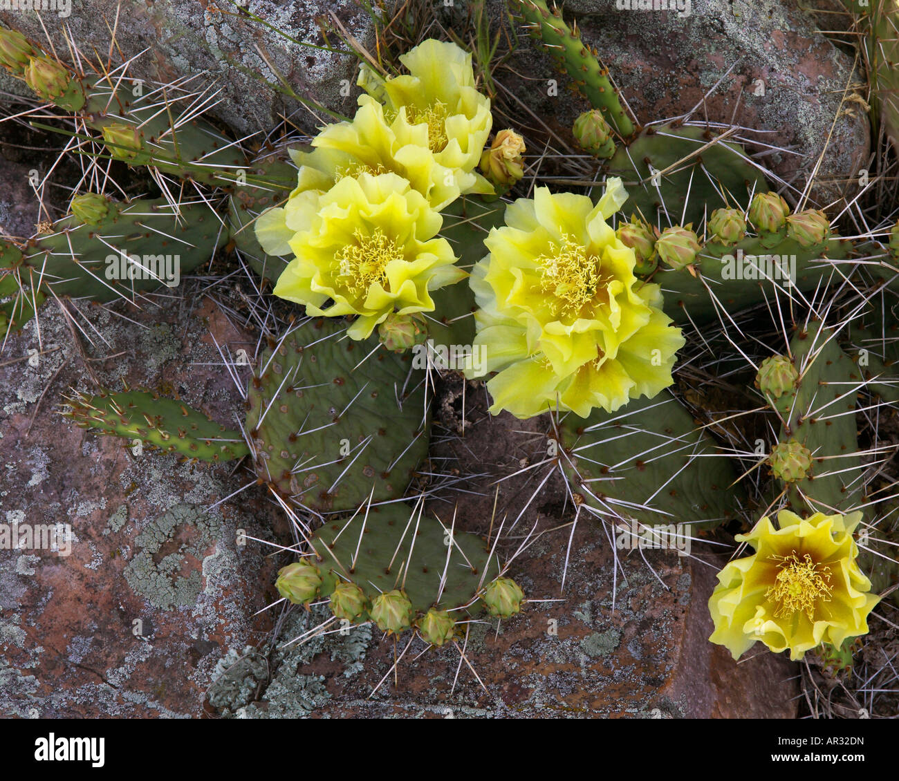 western prickly pear cactus (Opentia macrorhiza), Blue Mound State Park, Minnesota USA Stock Photo