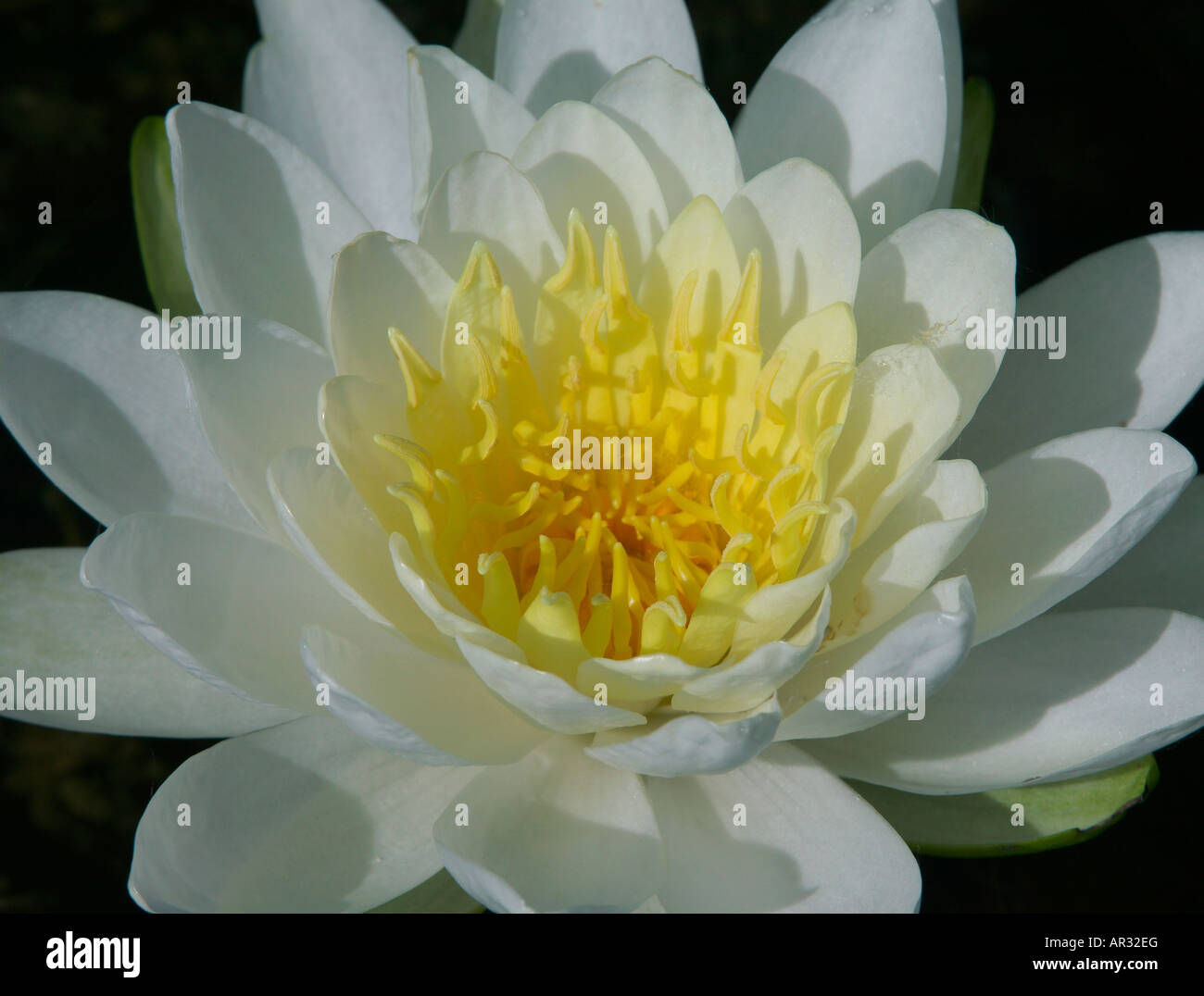 white water lily (Nymphaea odorata), Swan Lake Wildlife Management Area, Minnesota USA Stock Photo