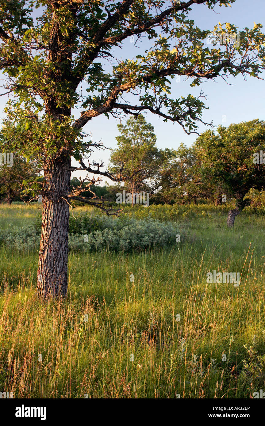 bur oak savanna, Lake Bronson State Park, Kittson County, Minnesota USA Stock Photo