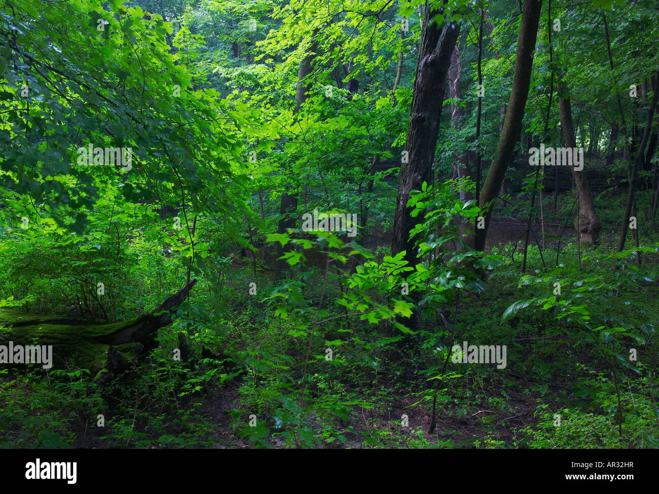 deciduous forest on Big Island, Big Island State Park, Freeborn County, Minnesota USA Stock Photo