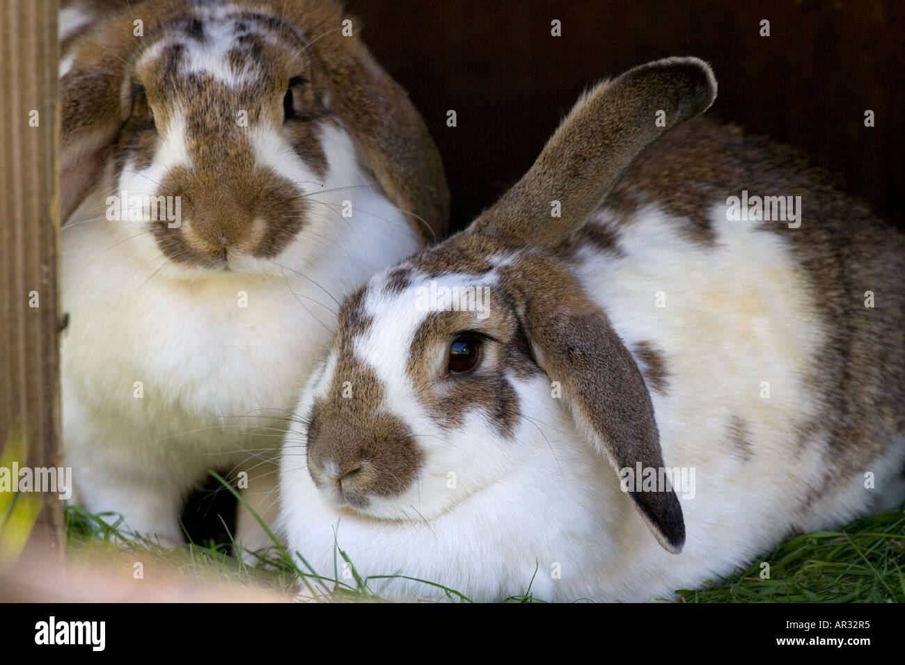 Lop Eared Rabbits Stock Photo