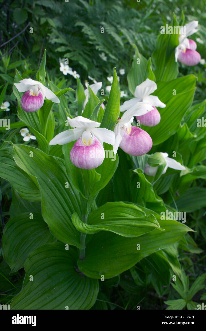 Showy Lady's Slipper (Cypripedium reginae), Minnesota USA Stock Photo