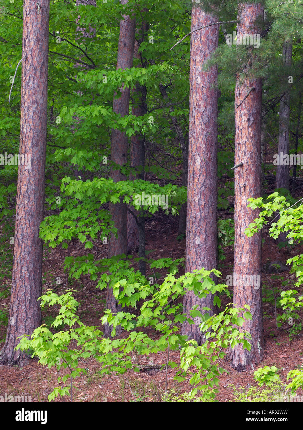 red pine trees (Pinus resinosa), Savanna Portage State Park, Minnesota
