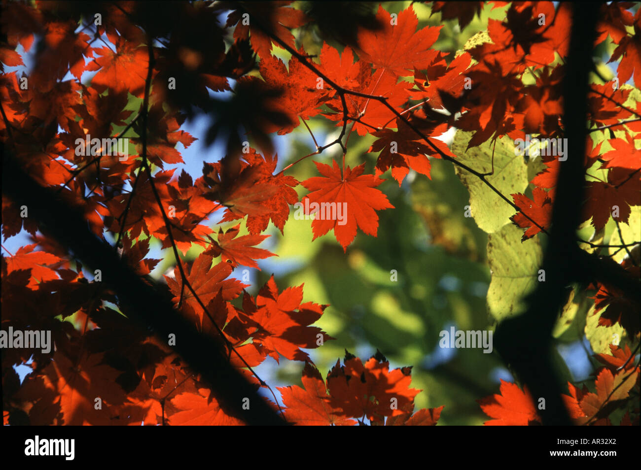 Autumn leaves at Soraksan mountains, Soraksan, South Korea, Asia Stock Photo