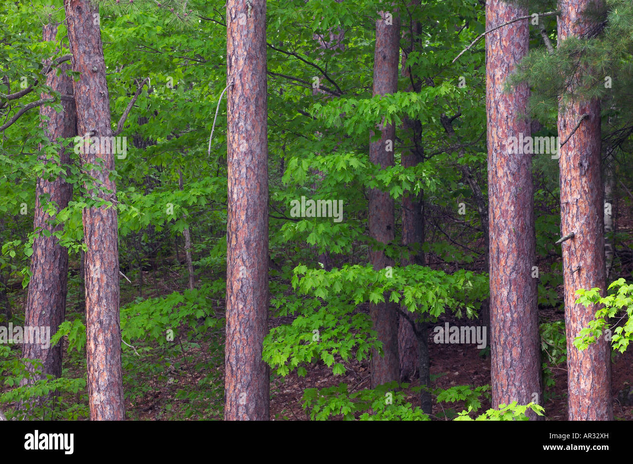 red pine trees (Pinus resinosa), Savanna Portage State Park, Minnesota USA Stock Photo