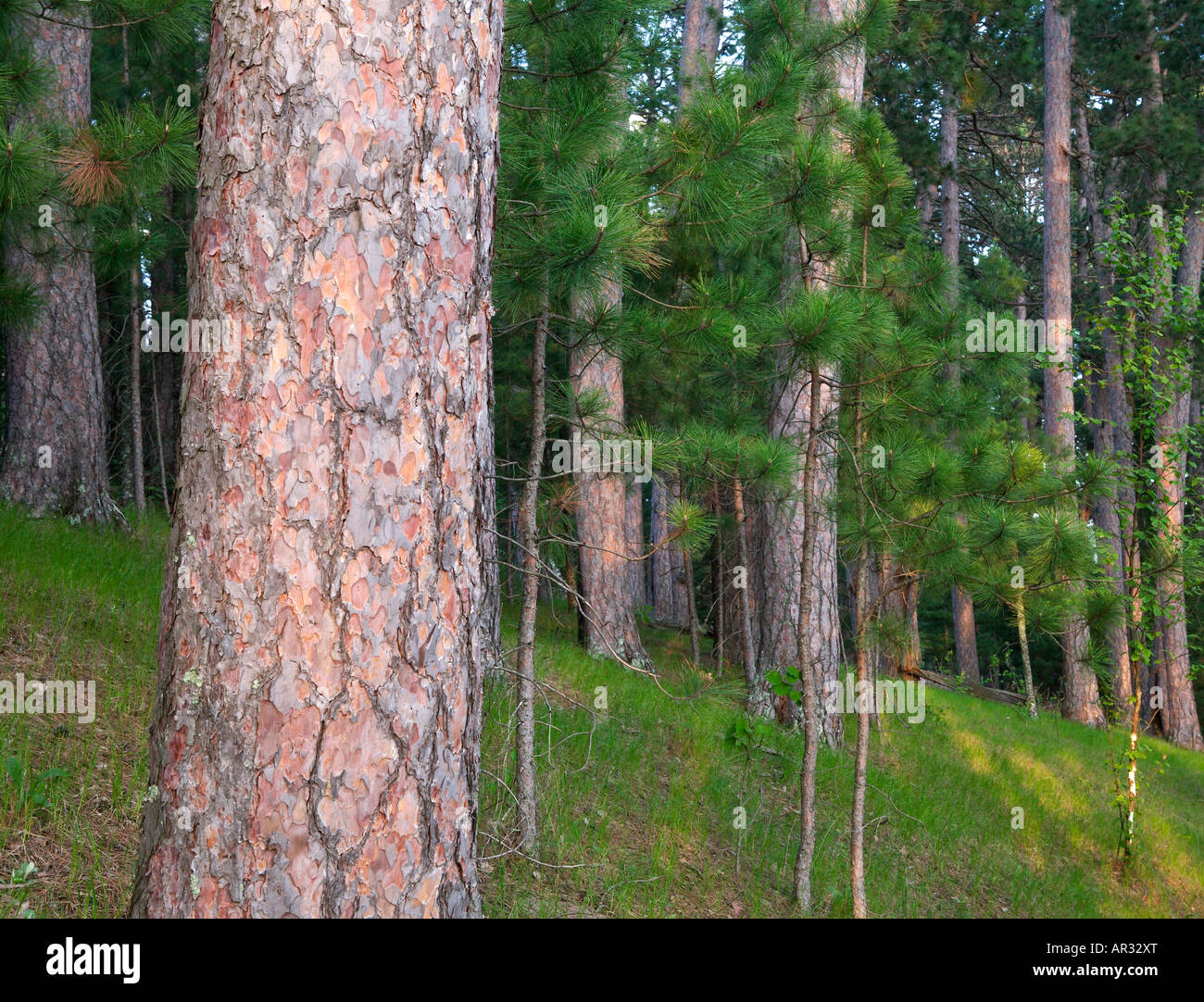 red pine trees (Pinus resinosa), Itaska State Park, Minnesota USA Stock Photo