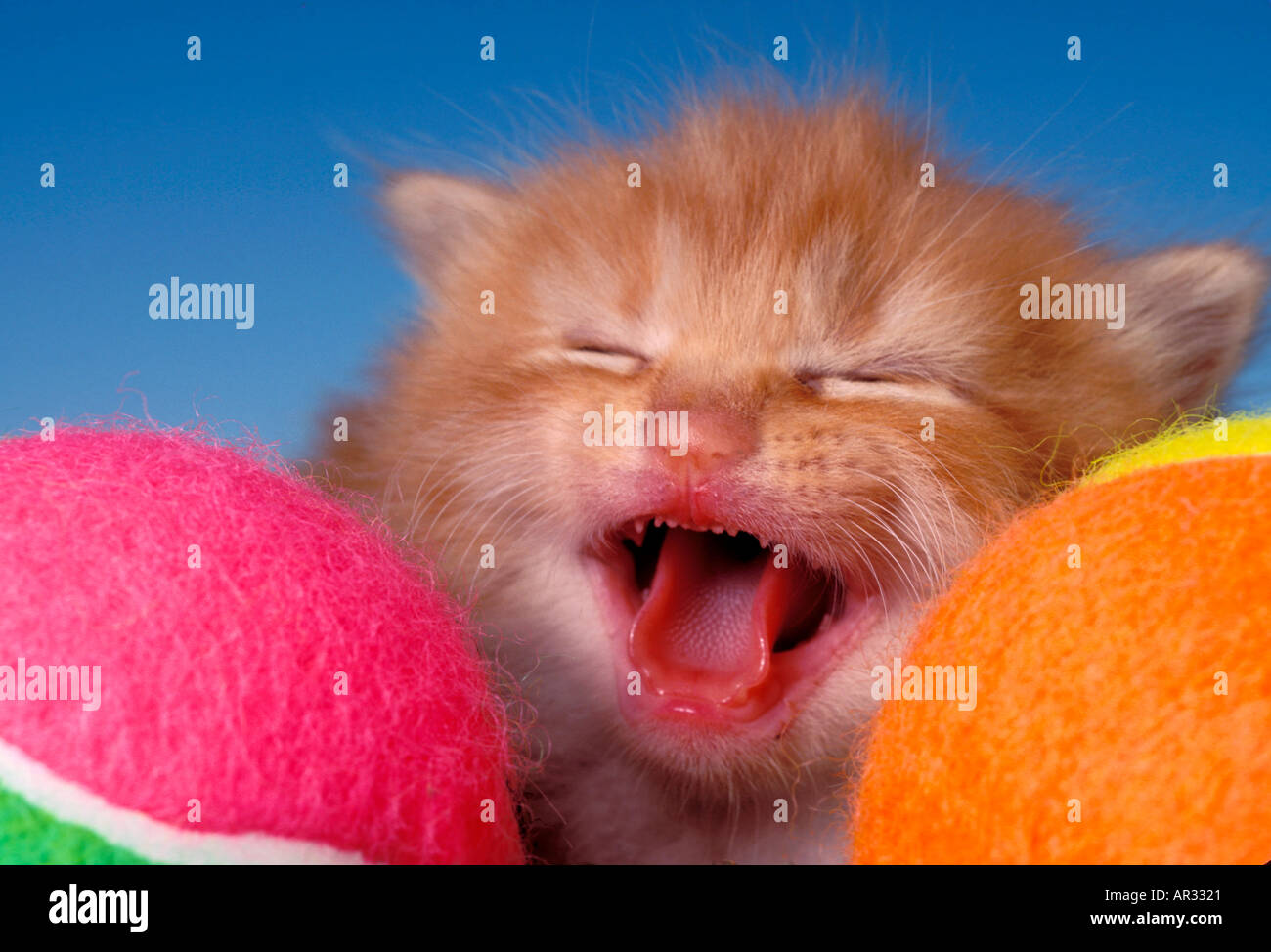 Cat with tennis balls Stock Photo Alamy
