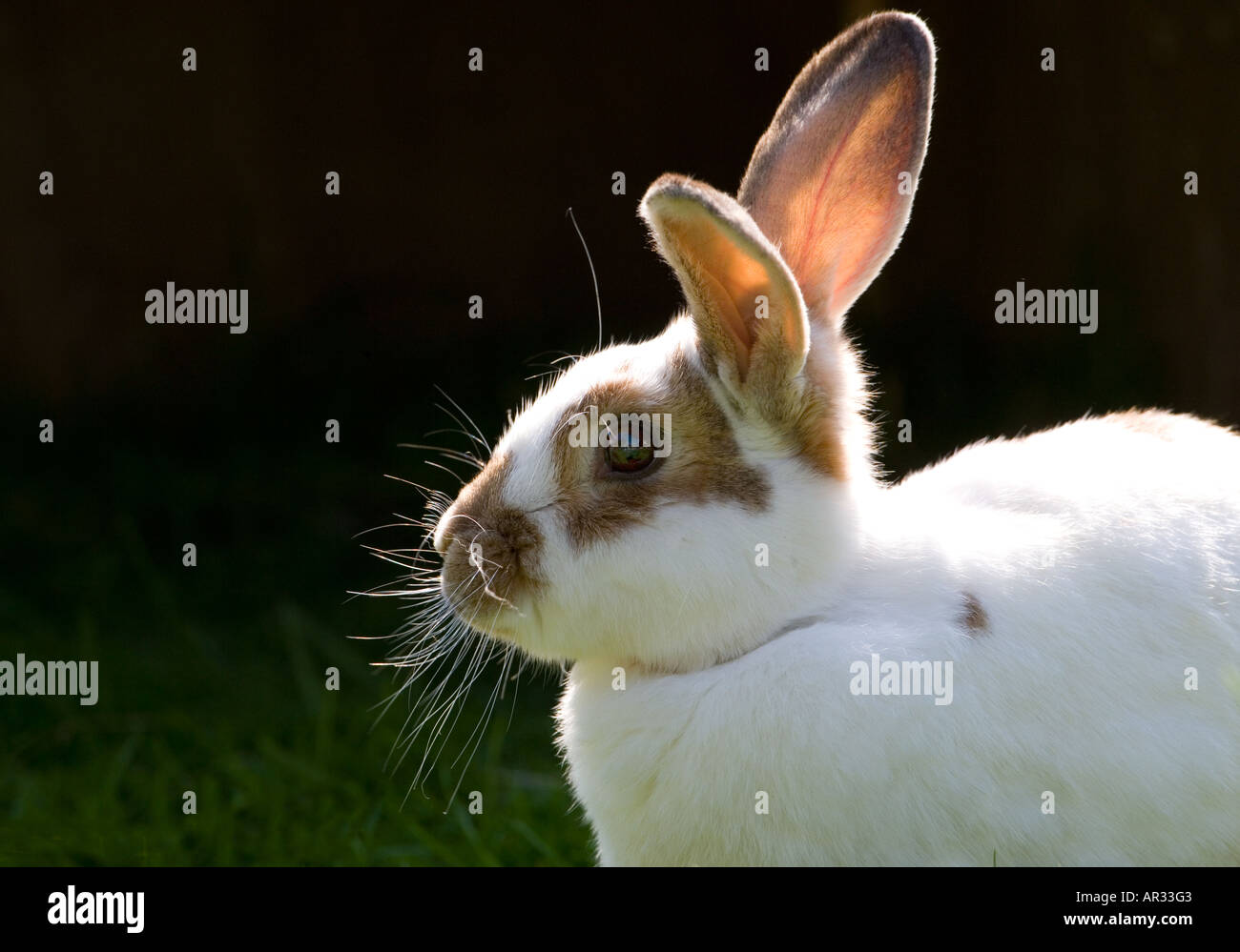 Pet Plus Rabbit Keep pet hi-res stock photography and images - Alamy