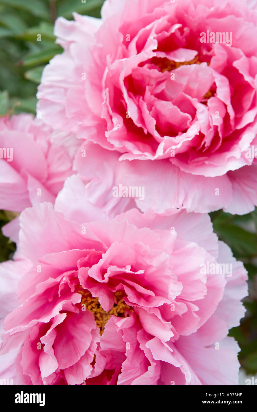 COMMON NAME: Peony LATIN NAME: Paeonia Stock Photo - Alamy