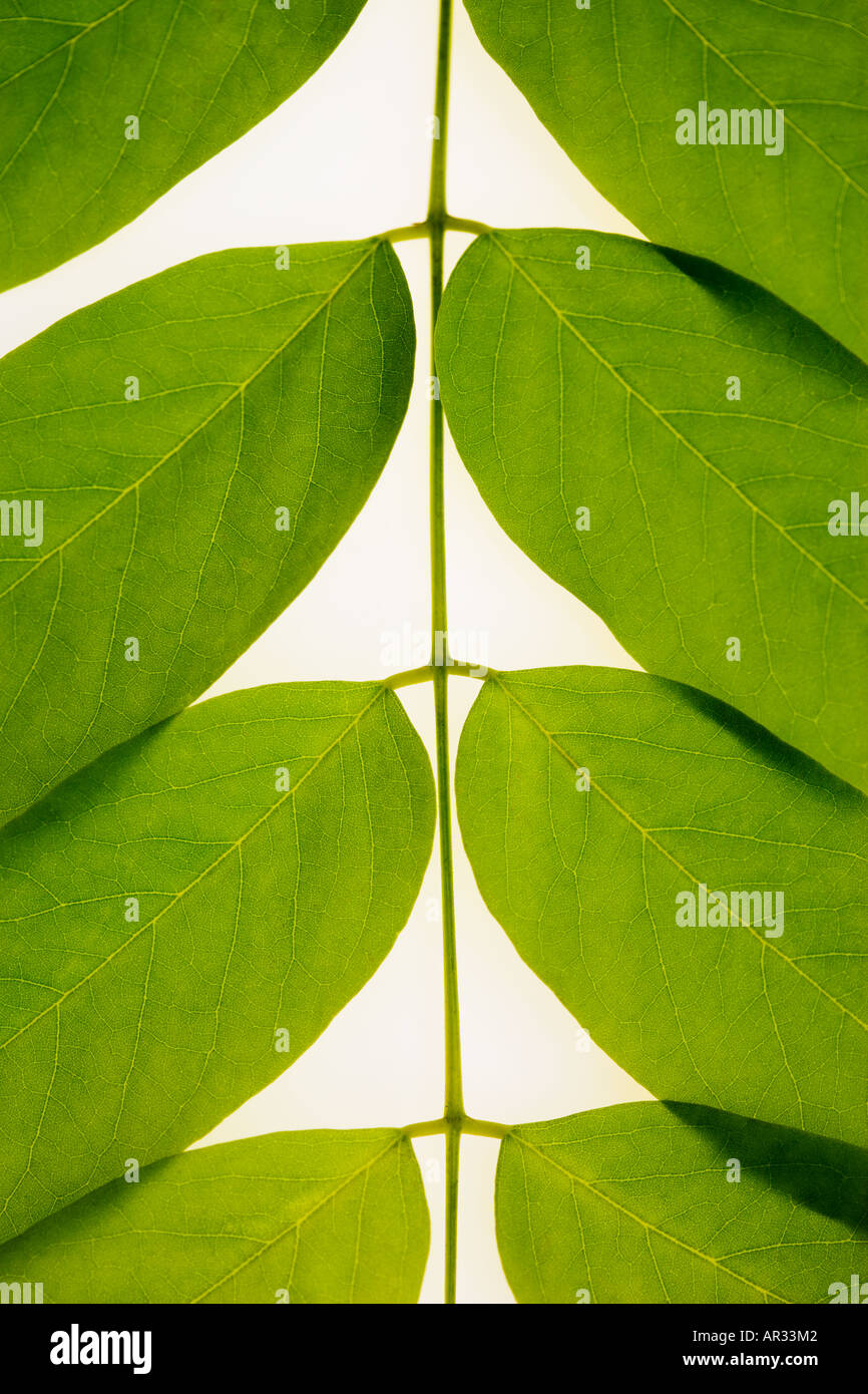 Close up leaf pattern of False acacia foliage Stock Photo