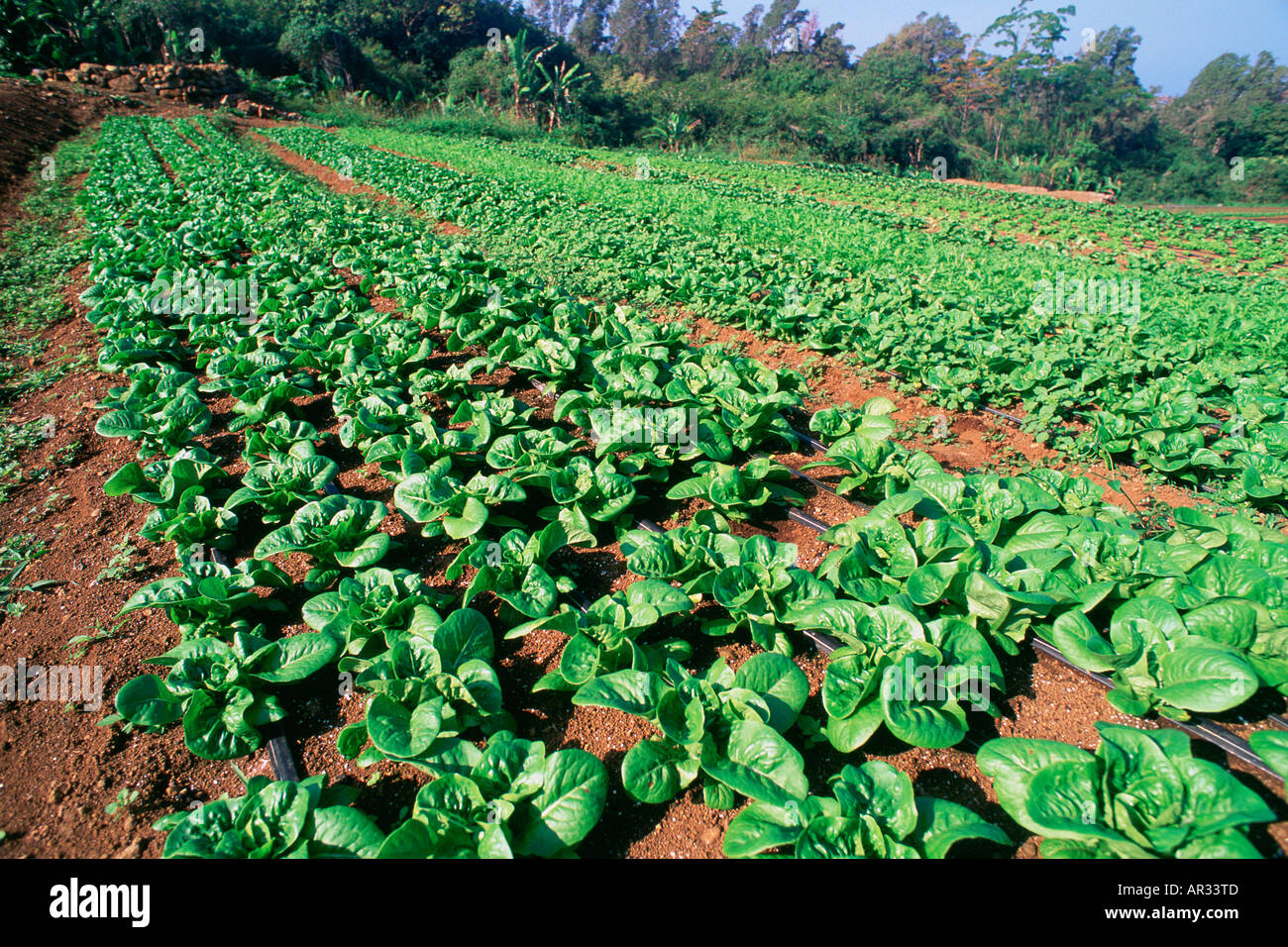 Lettuce Farm Kealakekua Island of Hawaii Stock Photo Alamy