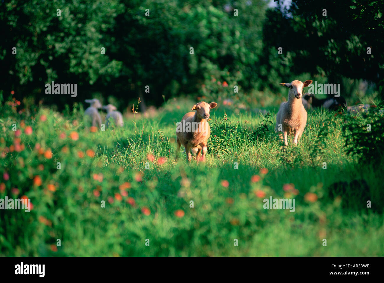 Lamb Goosefarm Kealakekua Island of Hawaii Stock Photo Alamy