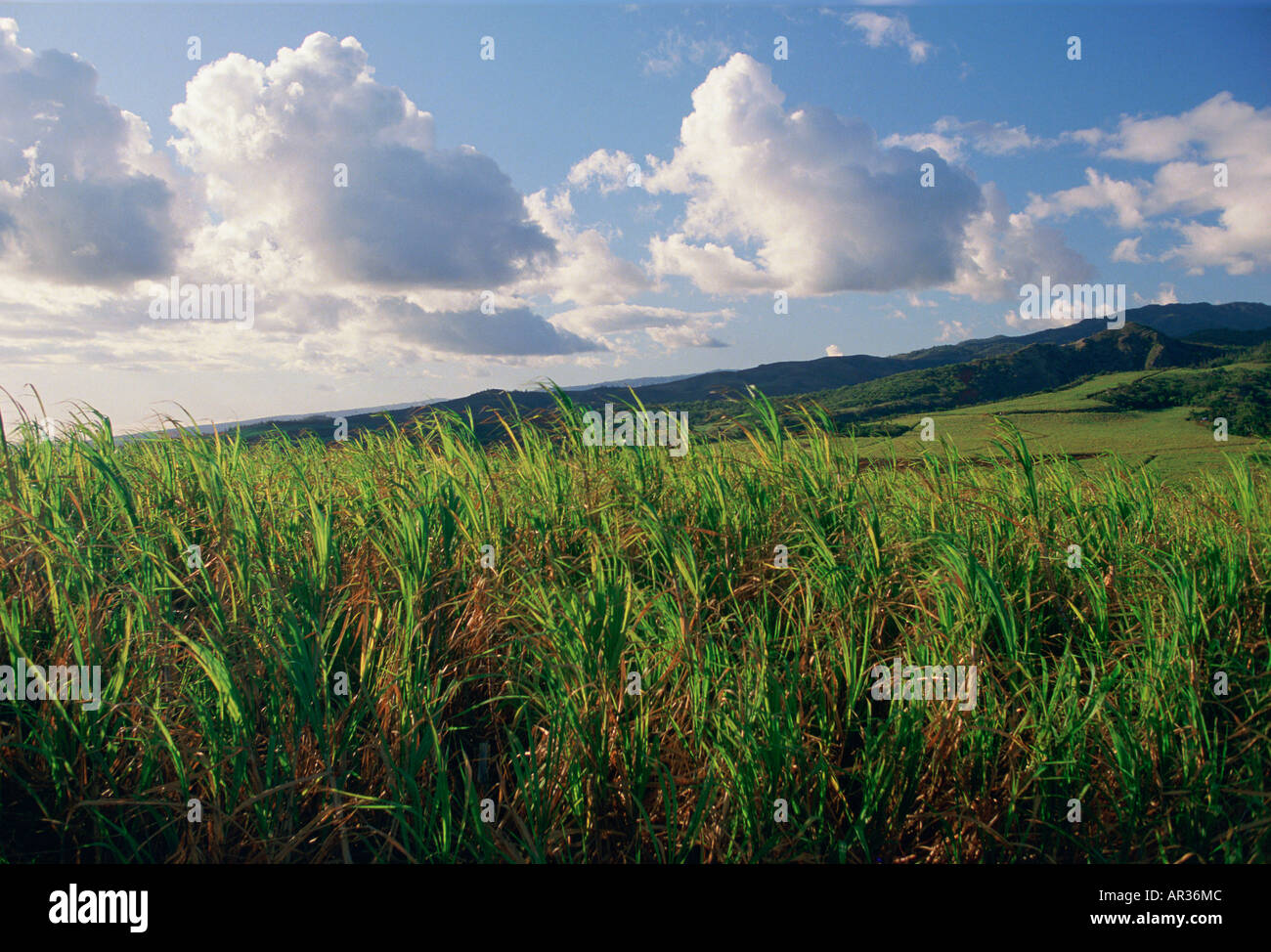 Sugar cane field Kauai Hawaii Stock Photo Alamy