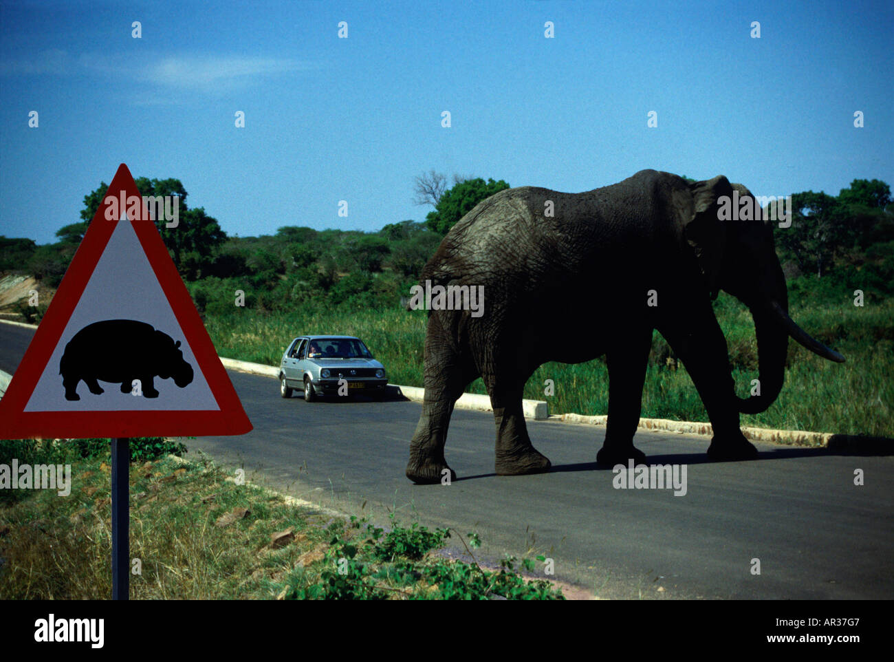 Elephant crossing, Kruger National Park, Transvaal Southafrica, Africa Stock Photo