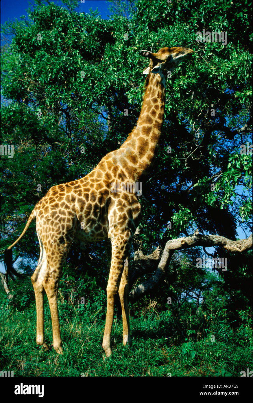 Giraffe Eating Leaves Tree High Resolution Stock Photography and Images