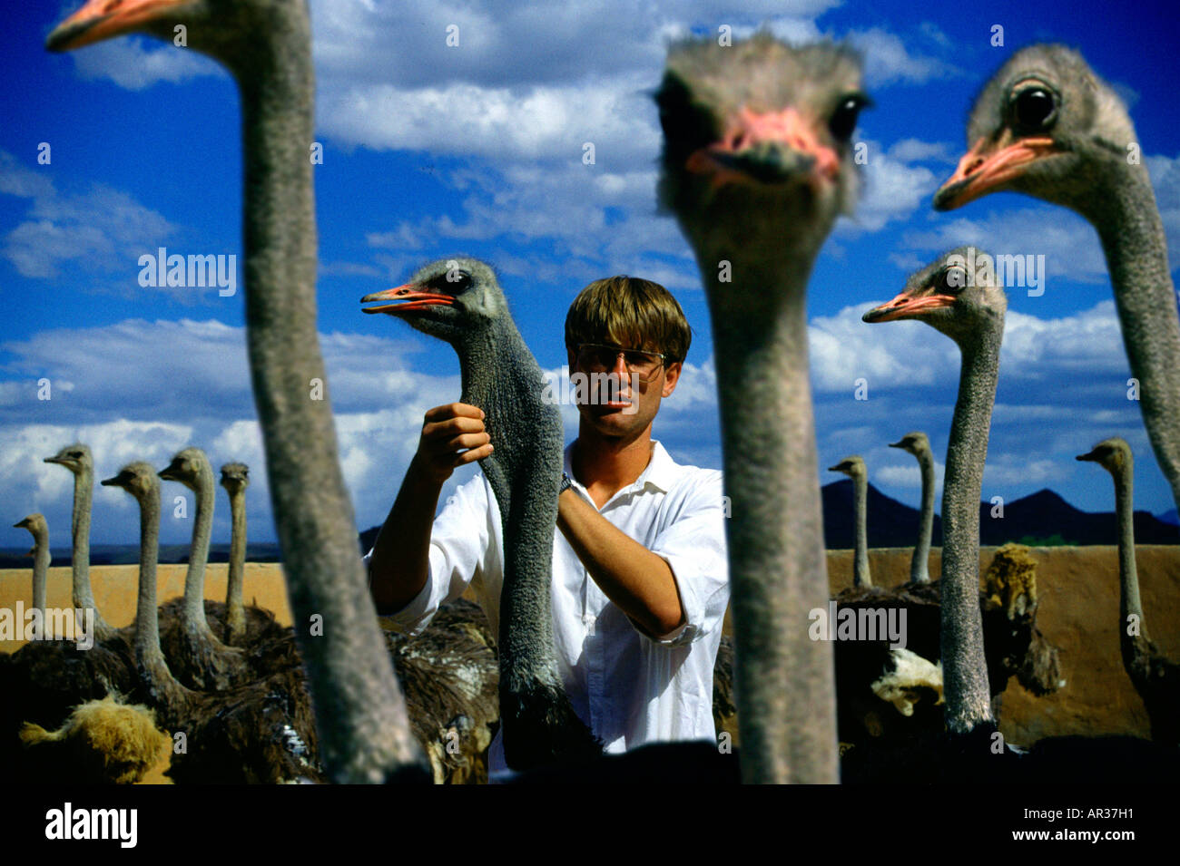 Oudtshoorn ostrich farm, Oudtshoorn, Cape Province Southafrica, Africa