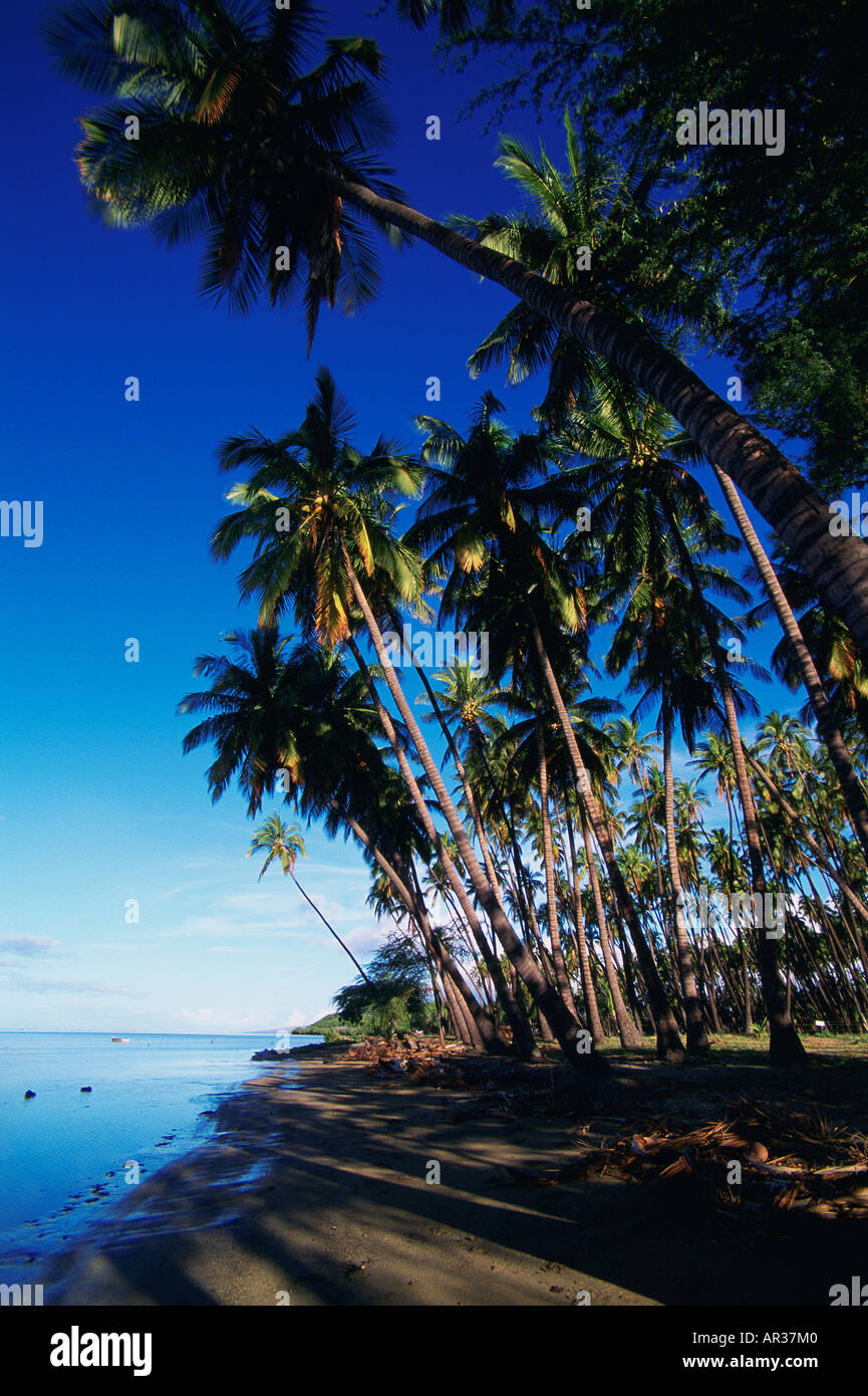 Kapuaiwa Coconut Grove Molokai Hawaii Stock Photo Alamy