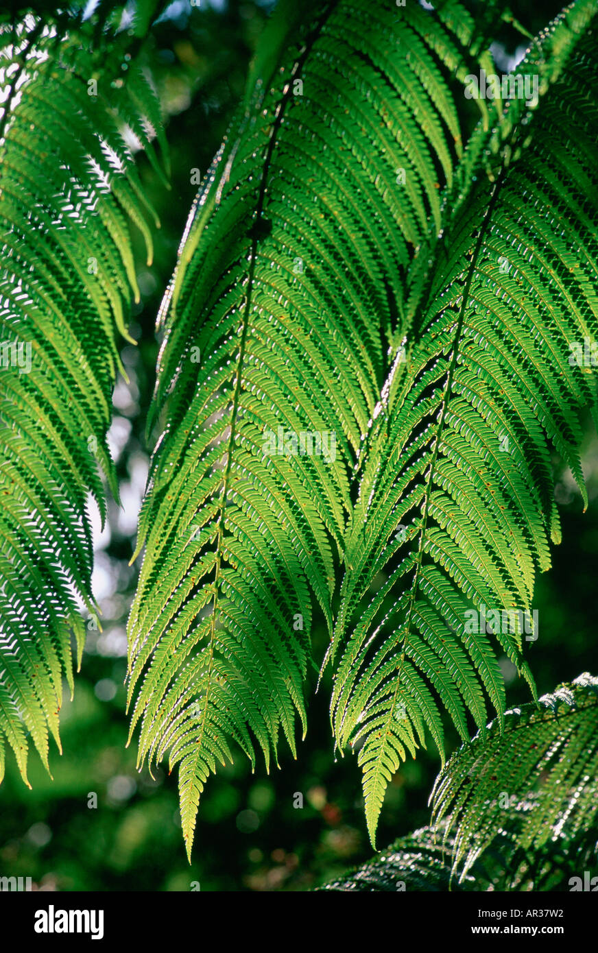 Rainforest kauai hi-res stock photography and images - Alamy