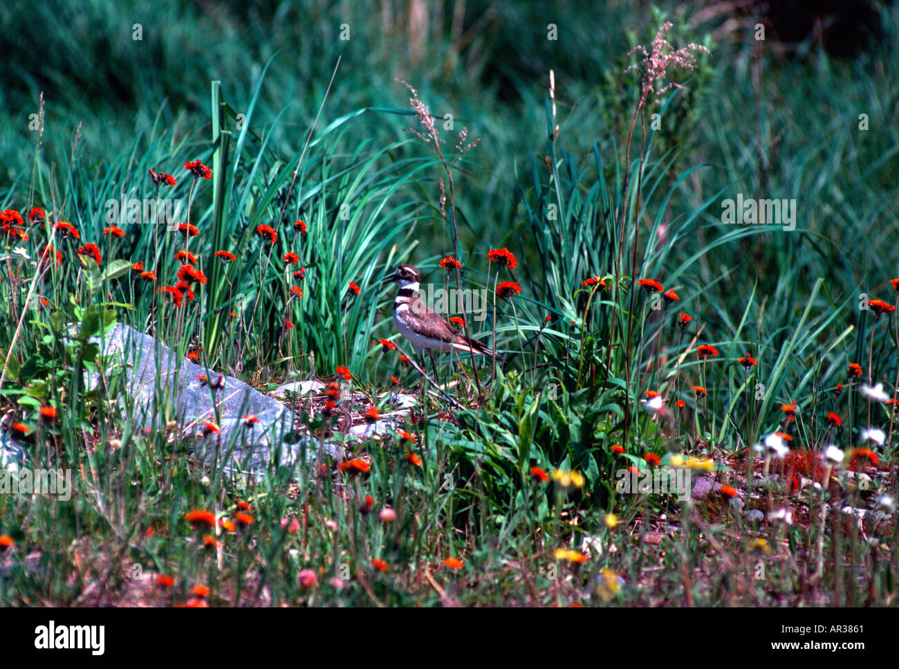 Wildlife among wildflowers hi-res stock photography and images - Alamy