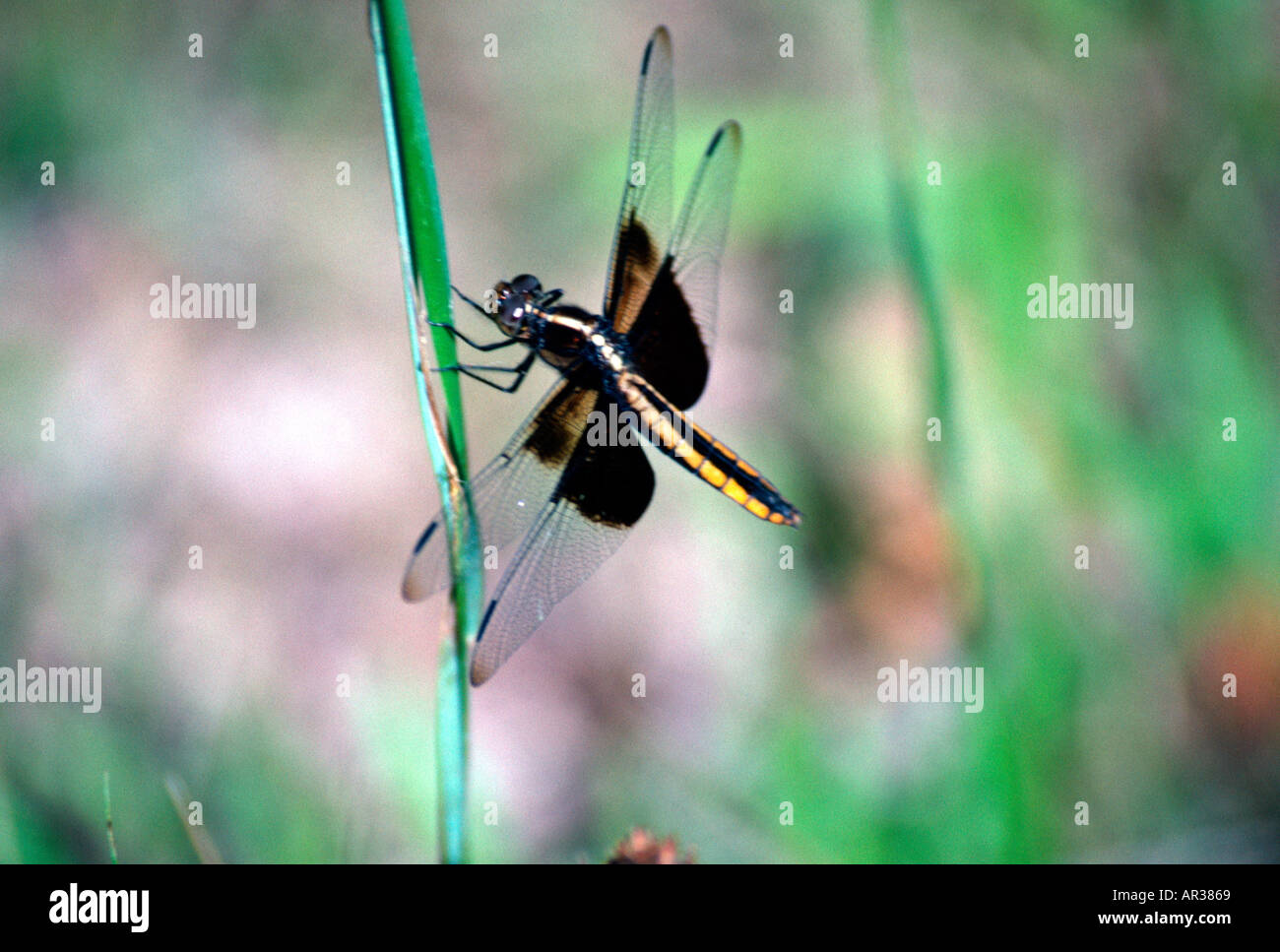Widow Skimmer Dragonfly Stock Photo - Alamy