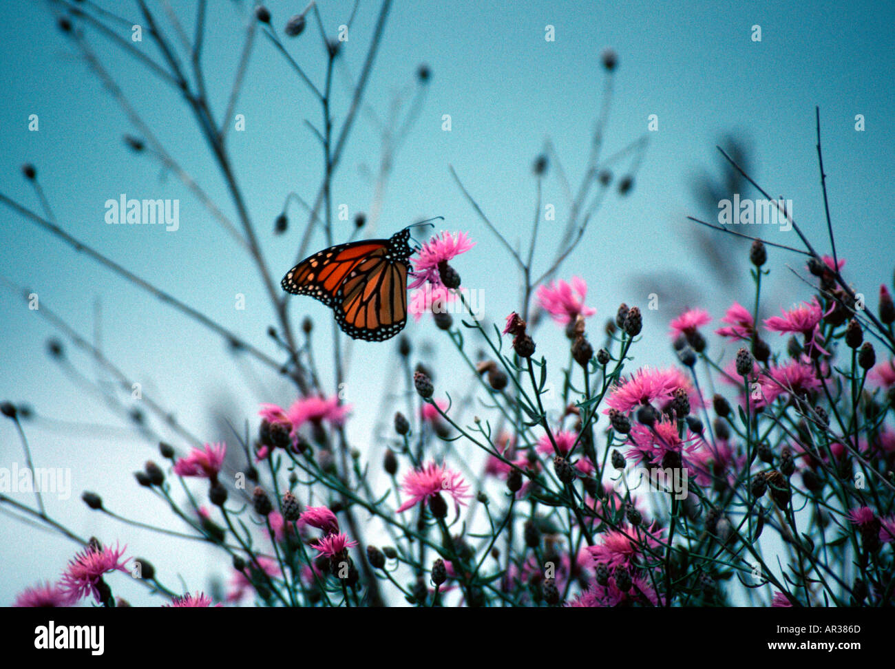 Monarch Butterfly on Spotted Knapweed Stock Photo