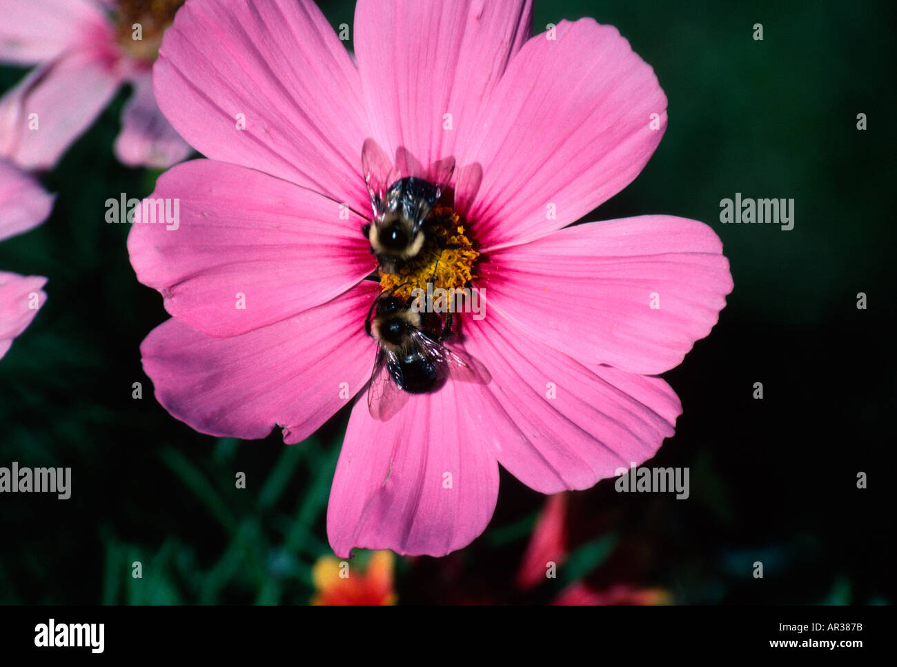 Insects on cosmos flower hi-res stock photography and images - Alamy